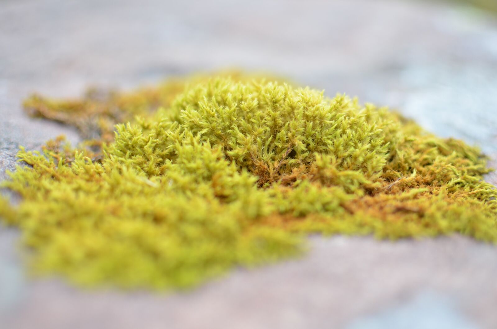 Nikon D5100 sample photo. Scotland, moss, water photography