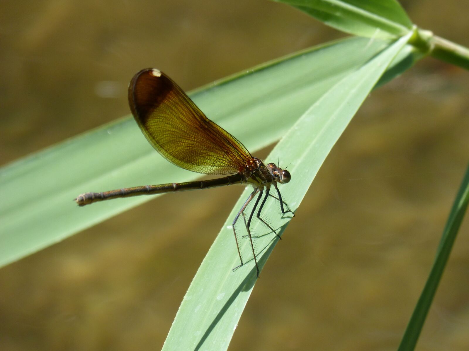 Panasonic DMC-FZ62 sample photo. Dragonfly, damselfly, black dragonfly photography