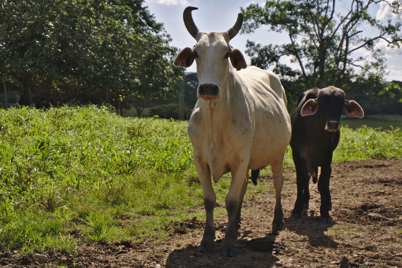 Sony E 16-50mm F3.5-5.6 PZ OSS sample photo. Cattle, livestock, cow photography