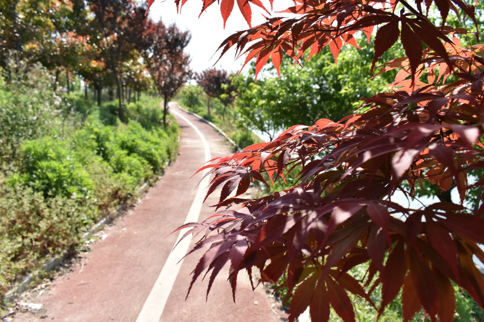 Nikon D3400 sample photo. Athletic track, red leaves photography