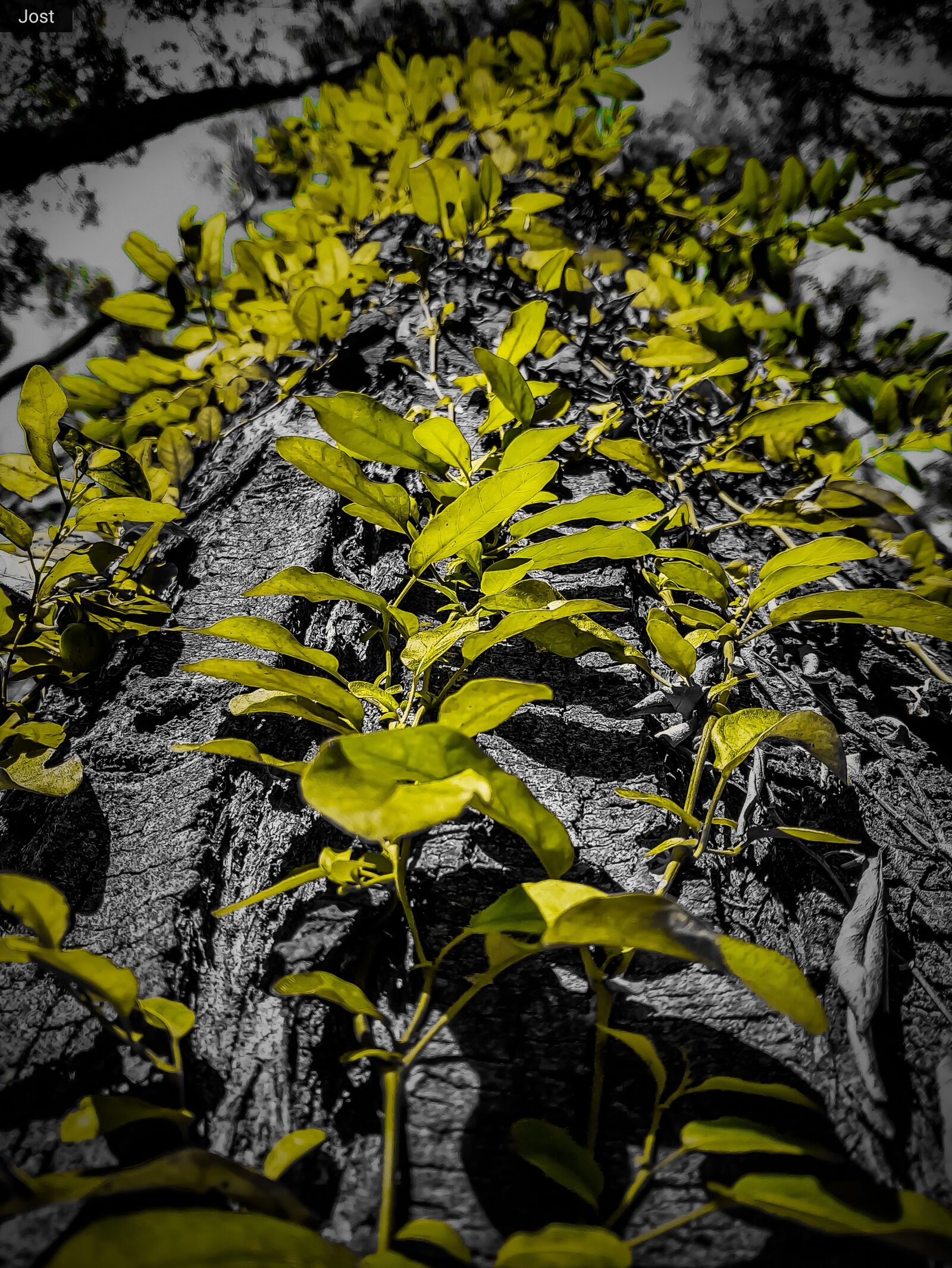 Xiaomi Mi MIX 2 sample photo. Nature, tree, forest photography