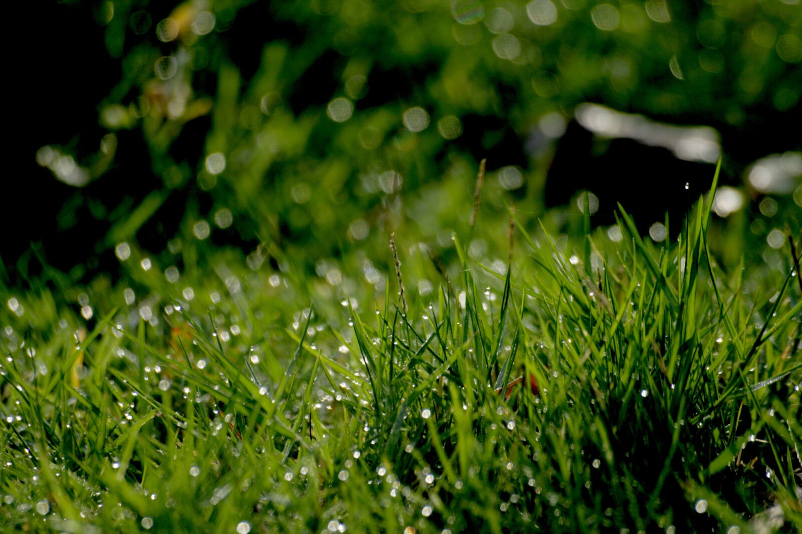 Canon EOS 400D (EOS Digital Rebel XTi / EOS Kiss Digital X) sample photo. Dew drop, grass, morning photography