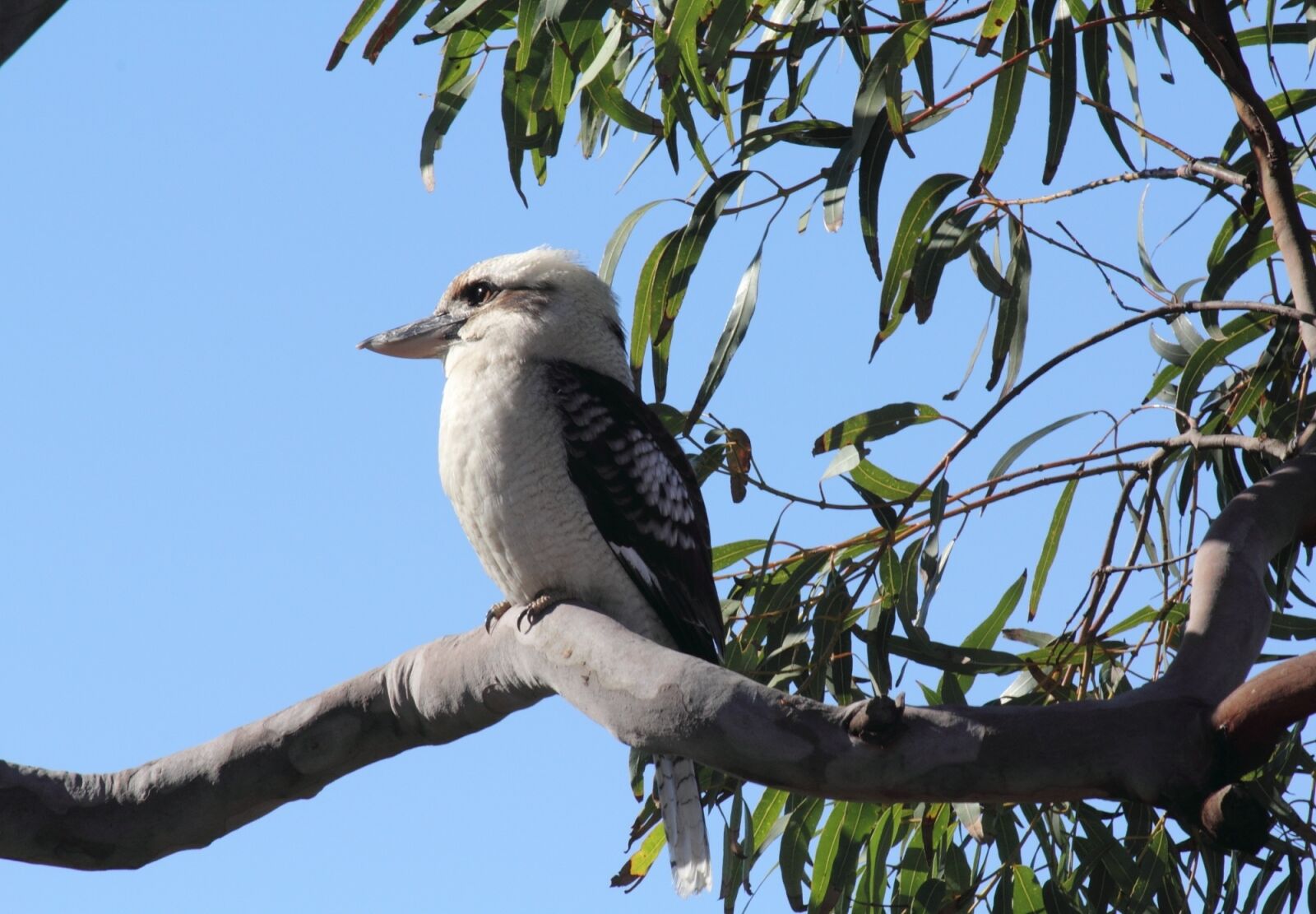 Canon EOS 550D (EOS Rebel T2i / EOS Kiss X4) sample photo. Australian, kookaburra, bird photography