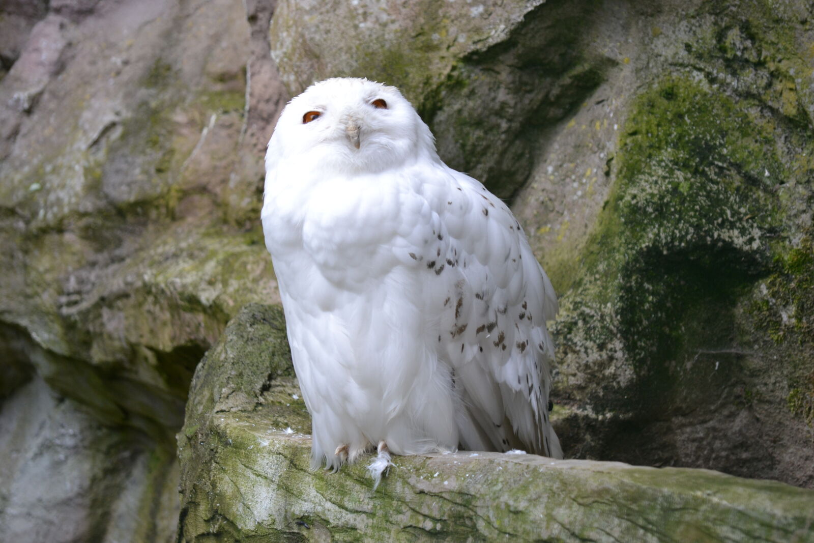 Nikon D3100 sample photo. Birds, of, prey, owl photography
