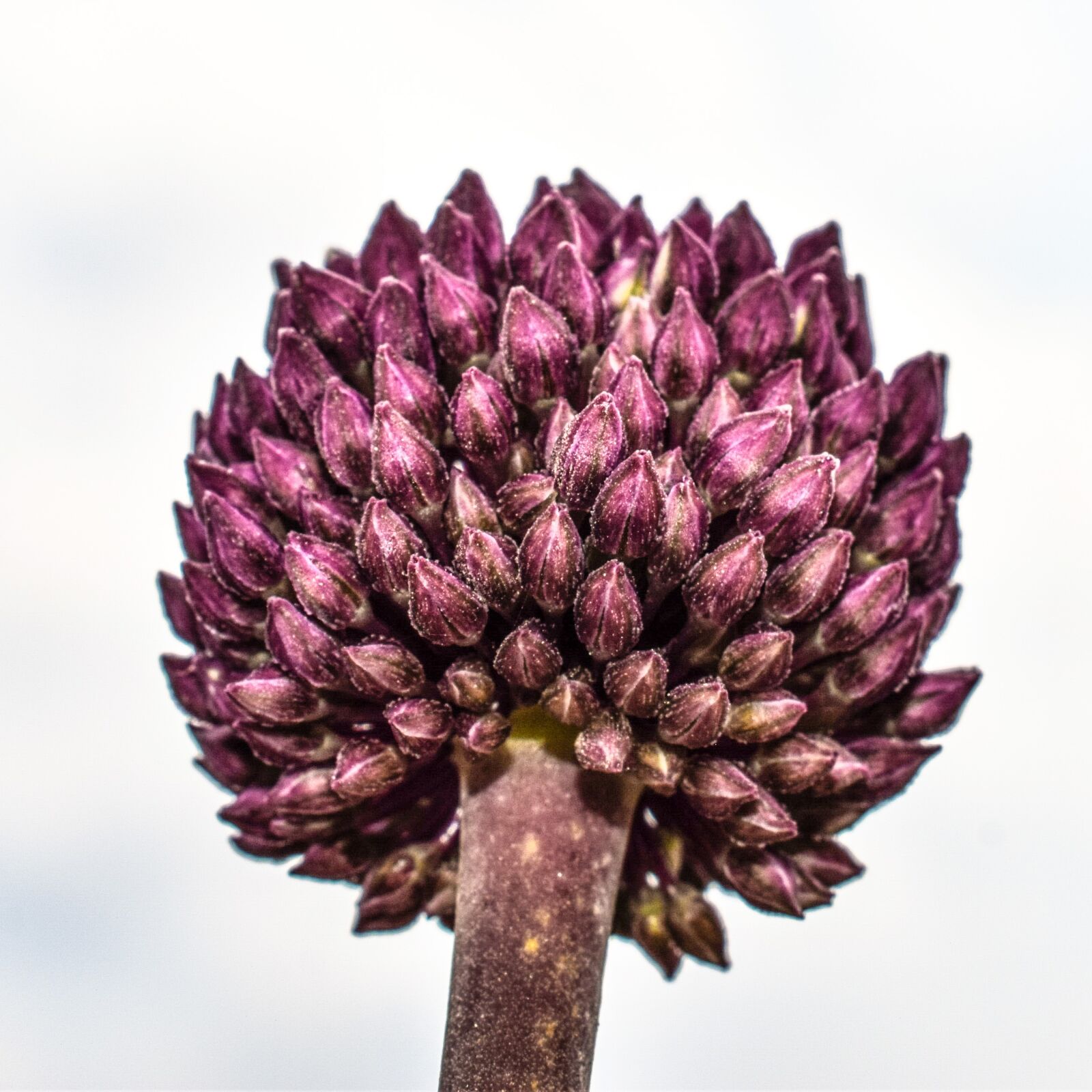 Nikon D3300 sample photo. Wildflower, spring, flower photography