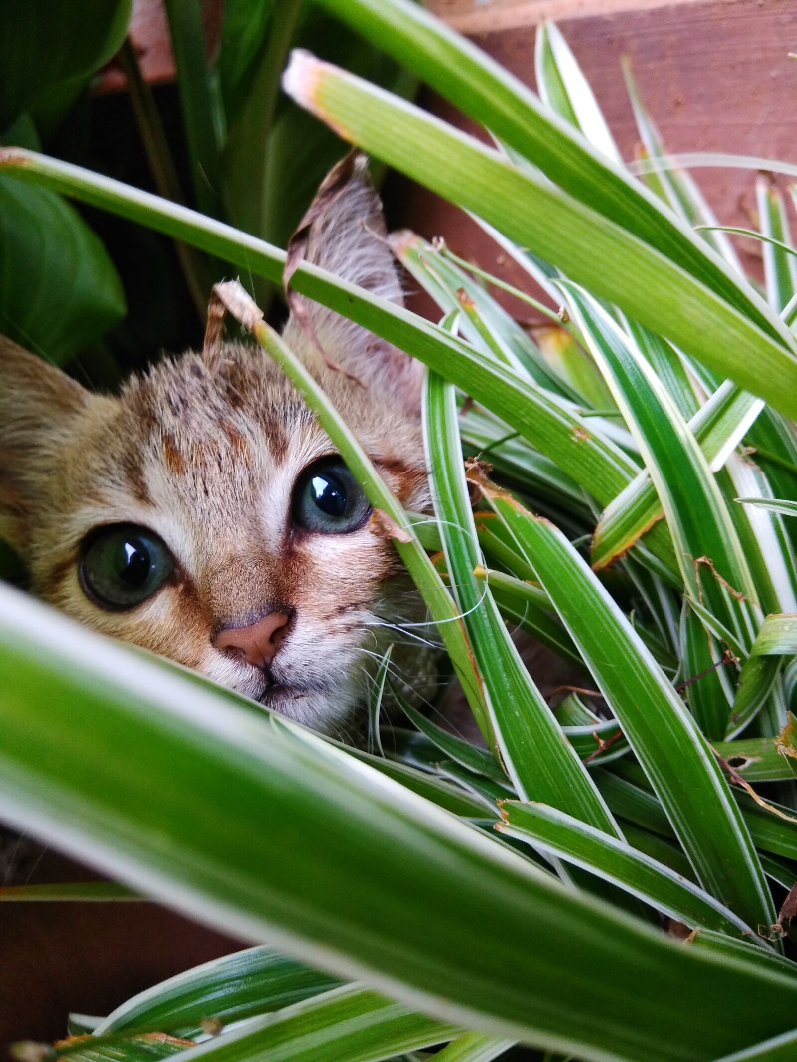 Xiaomi Redmi Note 4 sample photo. Cute, cat, cute, kitten photography