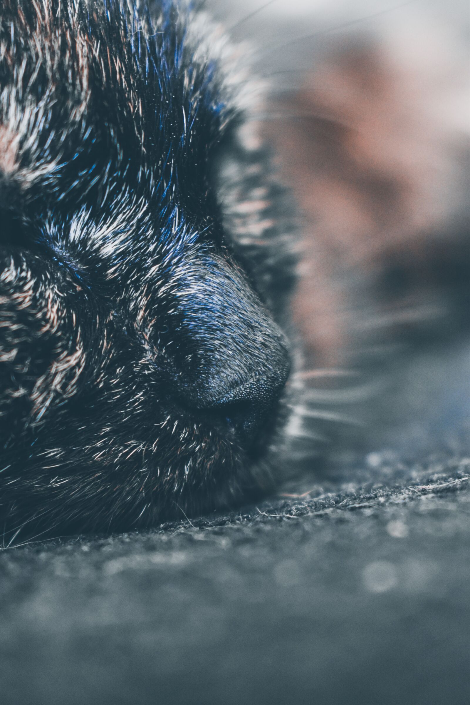 Nikon D3500 sample photo. Cat, nose, animal photography