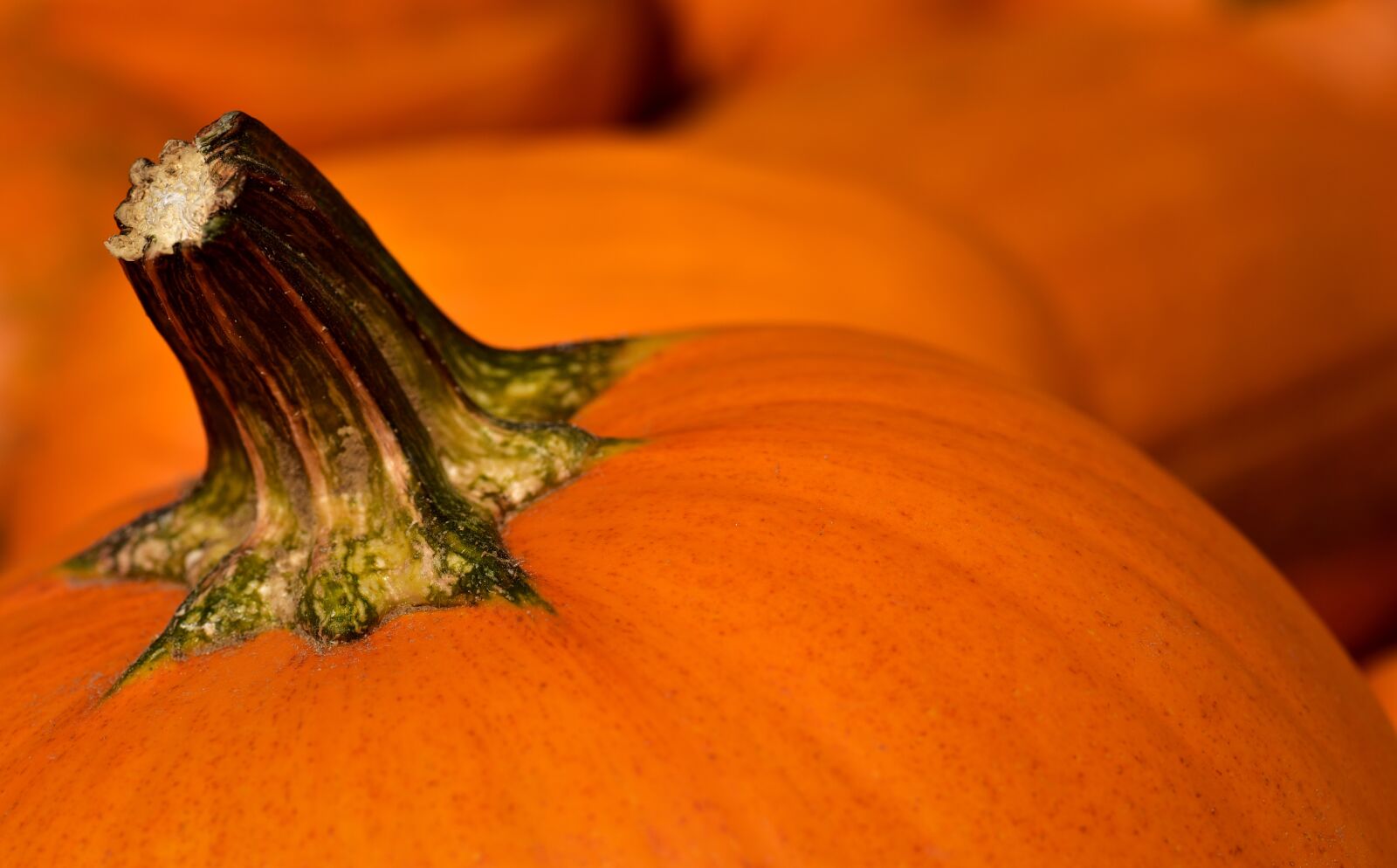 Nikon D750 sample photo. Pumpkin, halloween, gourd photography