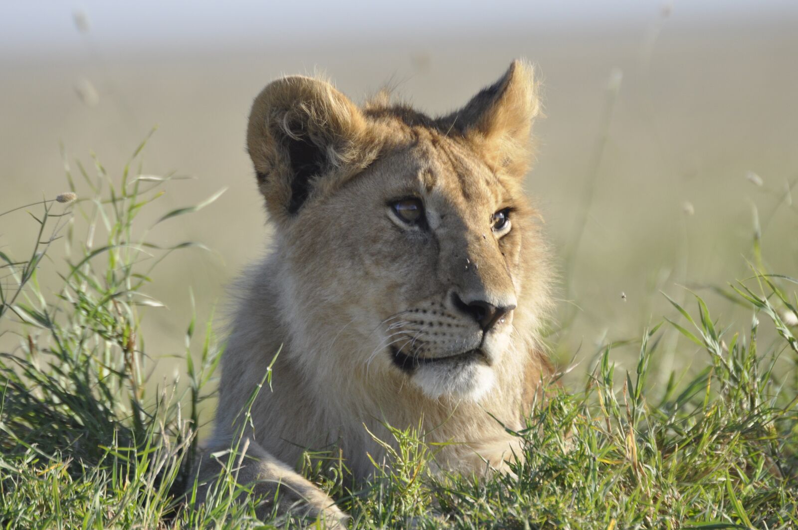 Nikon D90 sample photo. Lion, tanzania, safari photography