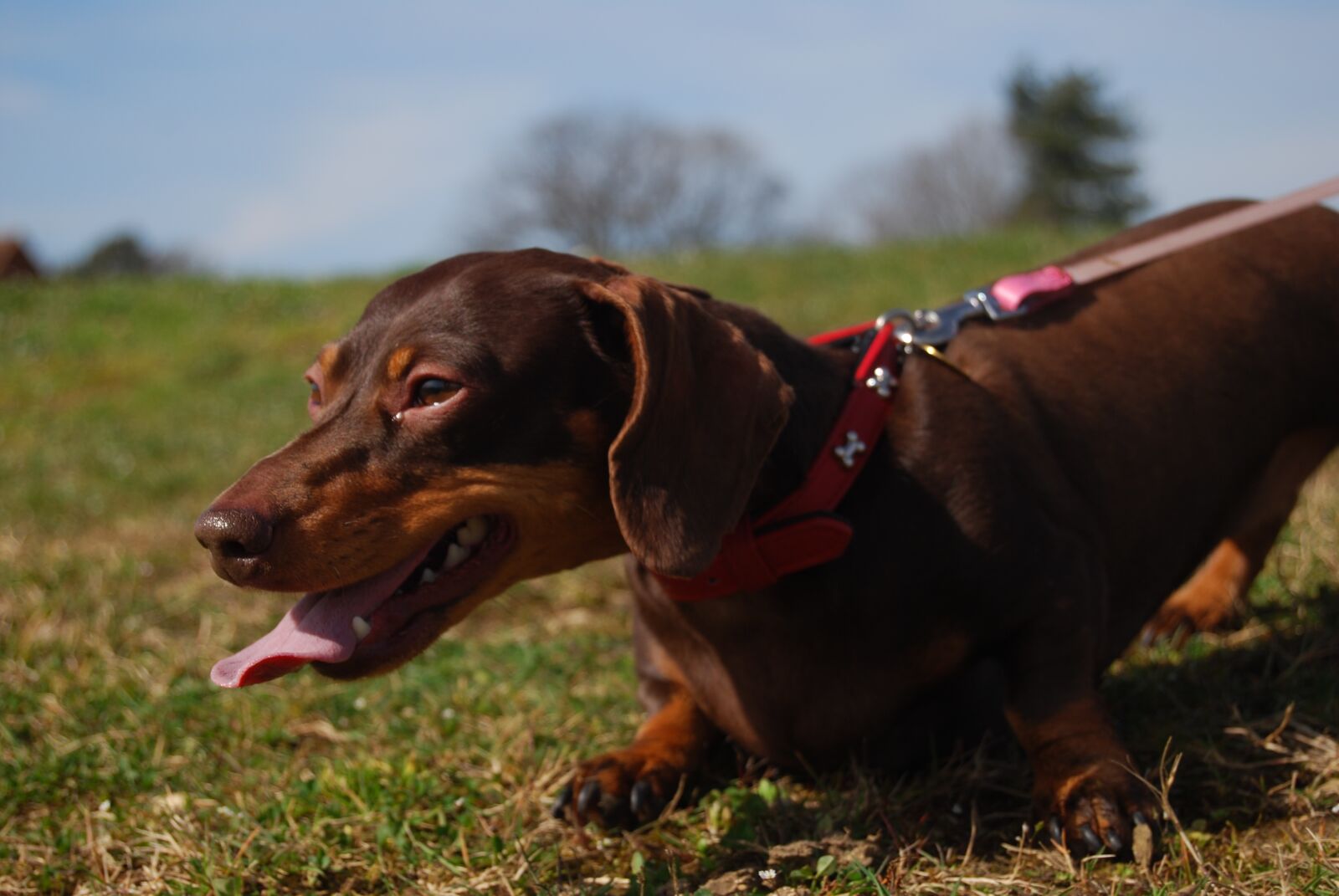 Nikon D40X sample photo. Dog, panting, canine photography