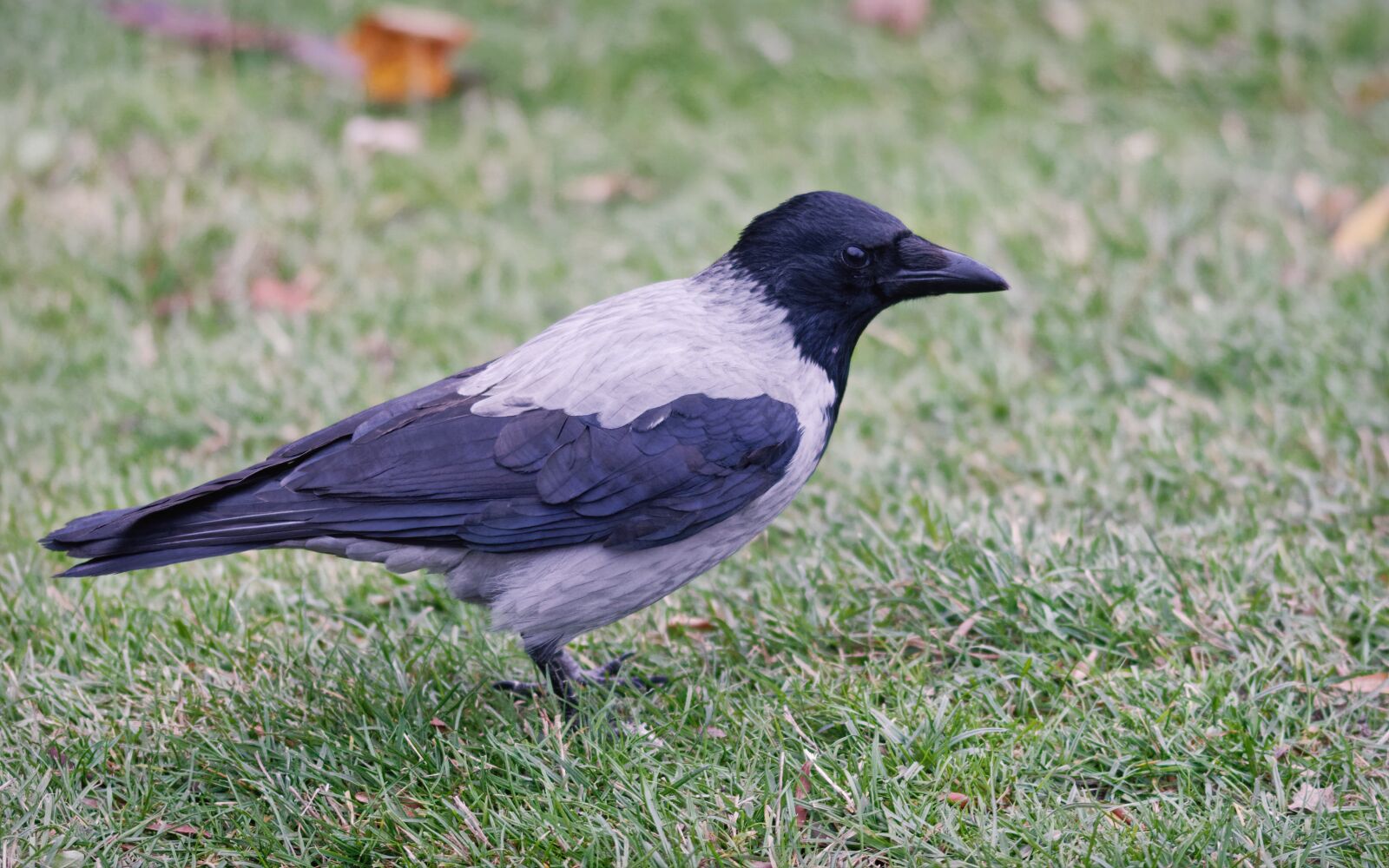 Nikon D5100 sample photo. Bird, crow, plumage photography