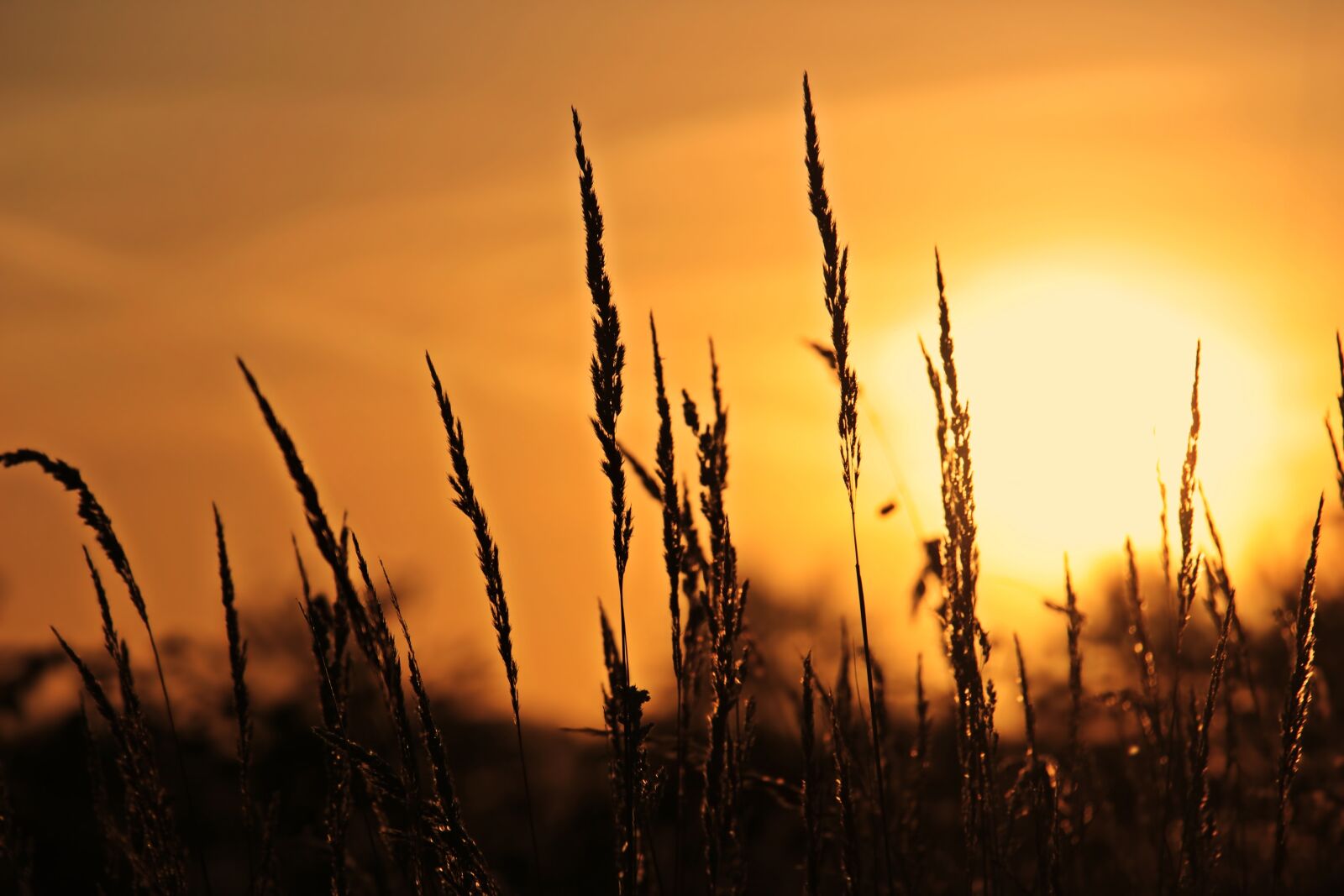 Canon EOS 100D (EOS Rebel SL1 / EOS Kiss X7) sample photo. Sunrise, grasses, nature photography