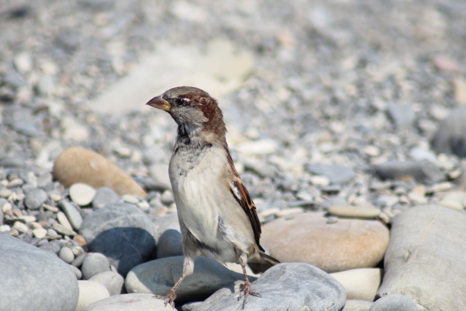 Canon EOS 1200D (EOS Rebel T5 / EOS Kiss X70 / EOS Hi) sample photo. Nature, living nature, bird photography
