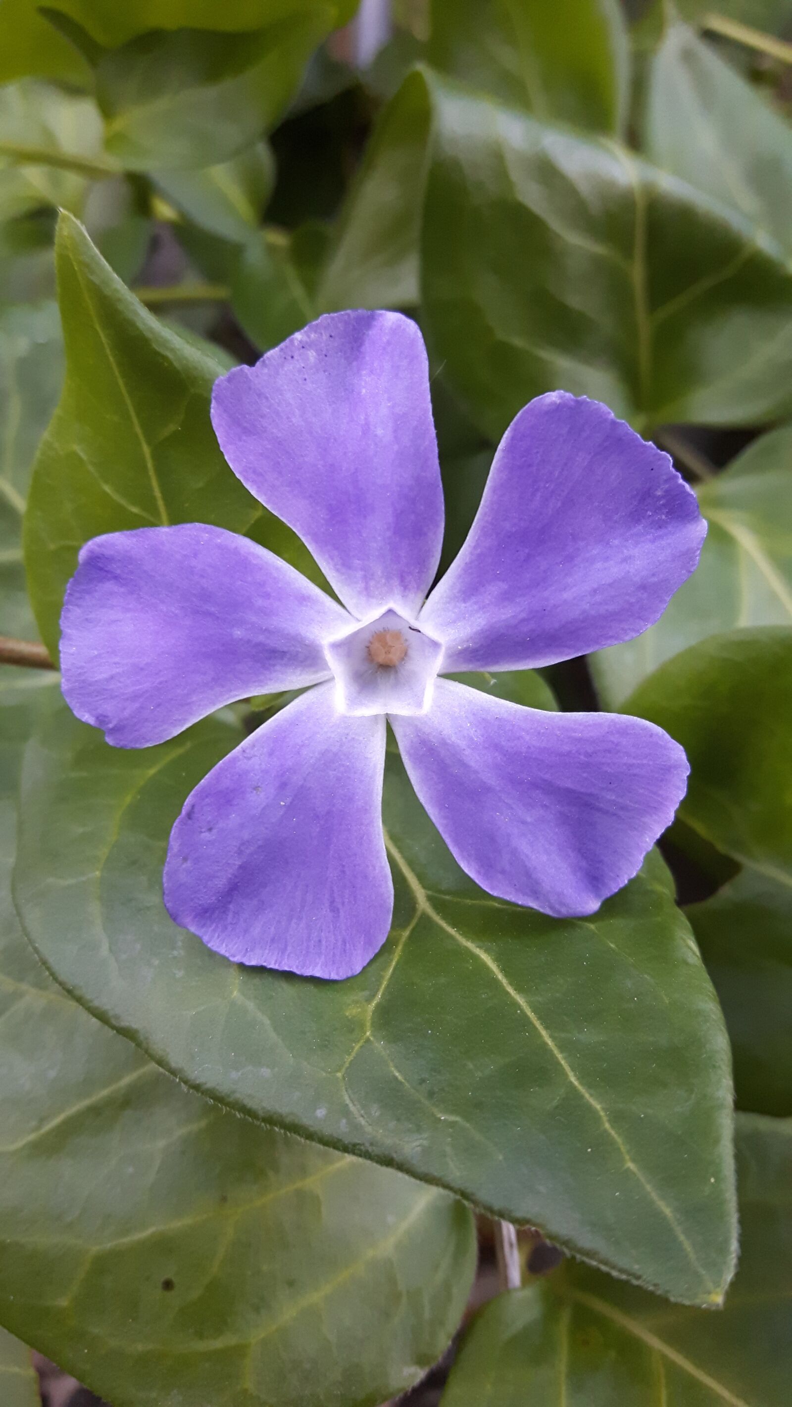 Samsung Galaxy S5 Neo sample photo. Flower, periwinkle, nature photography