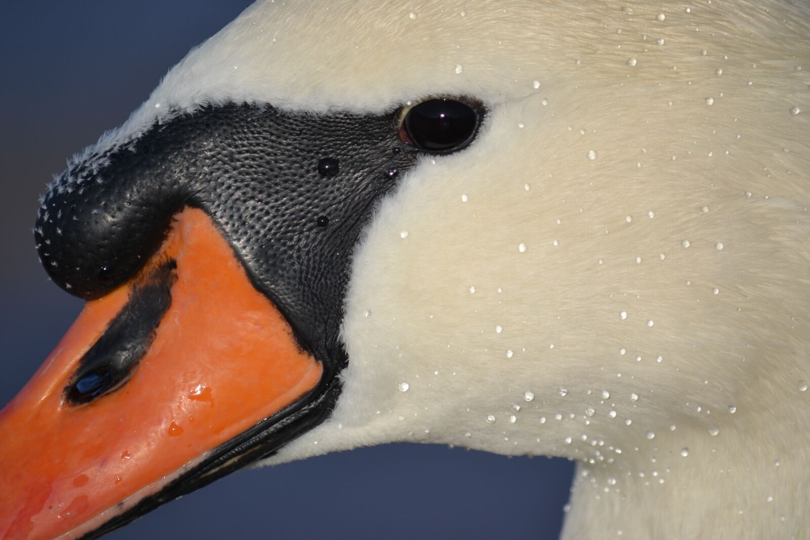 Nikon D3100 sample photo. Swan, animal, baltic sea photography