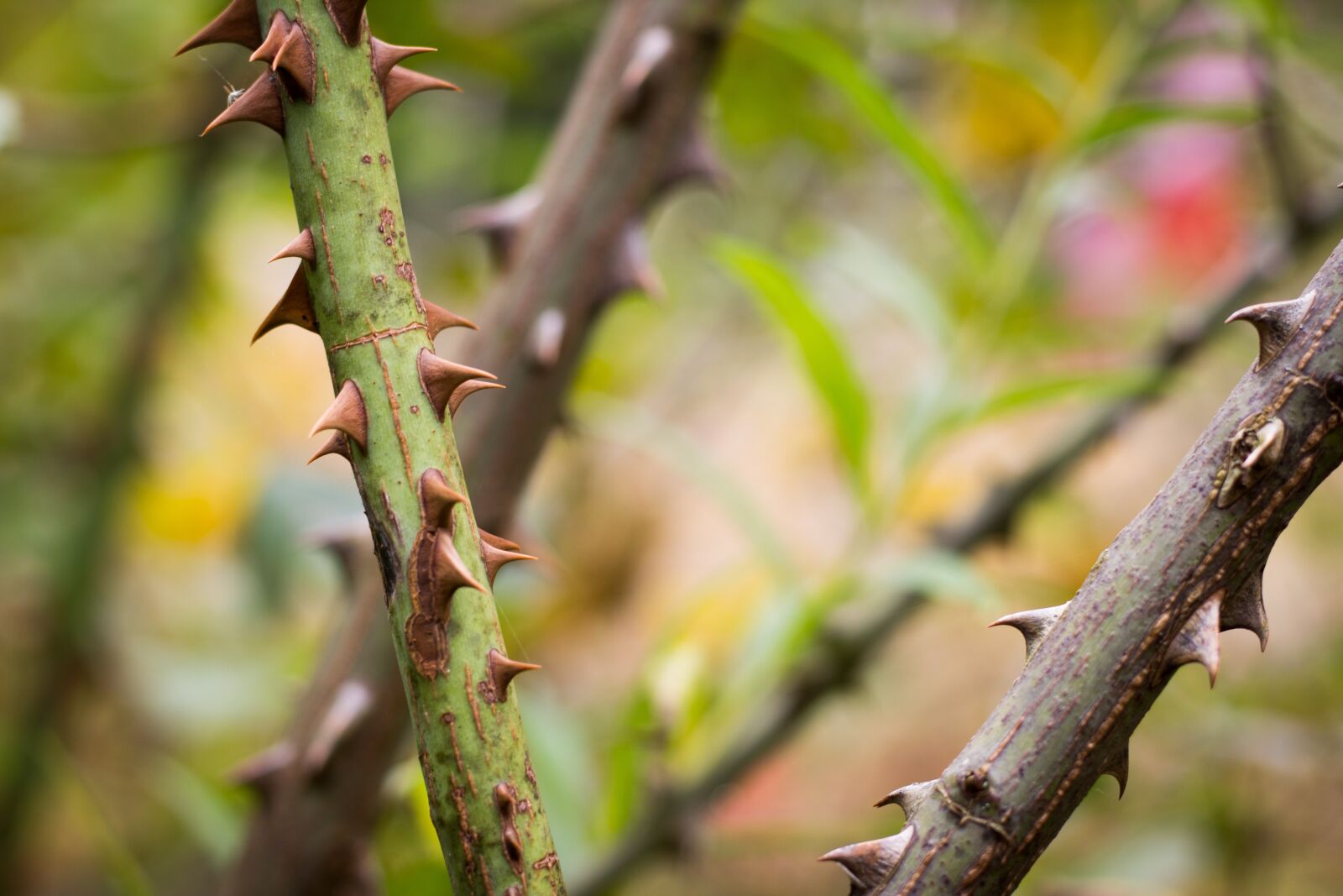 Canon EOS 700D (EOS Rebel T5i / EOS Kiss X7i) + Canon EF 50mm F1.8 STM sample photo. Spines, bush, spiny shrub photography