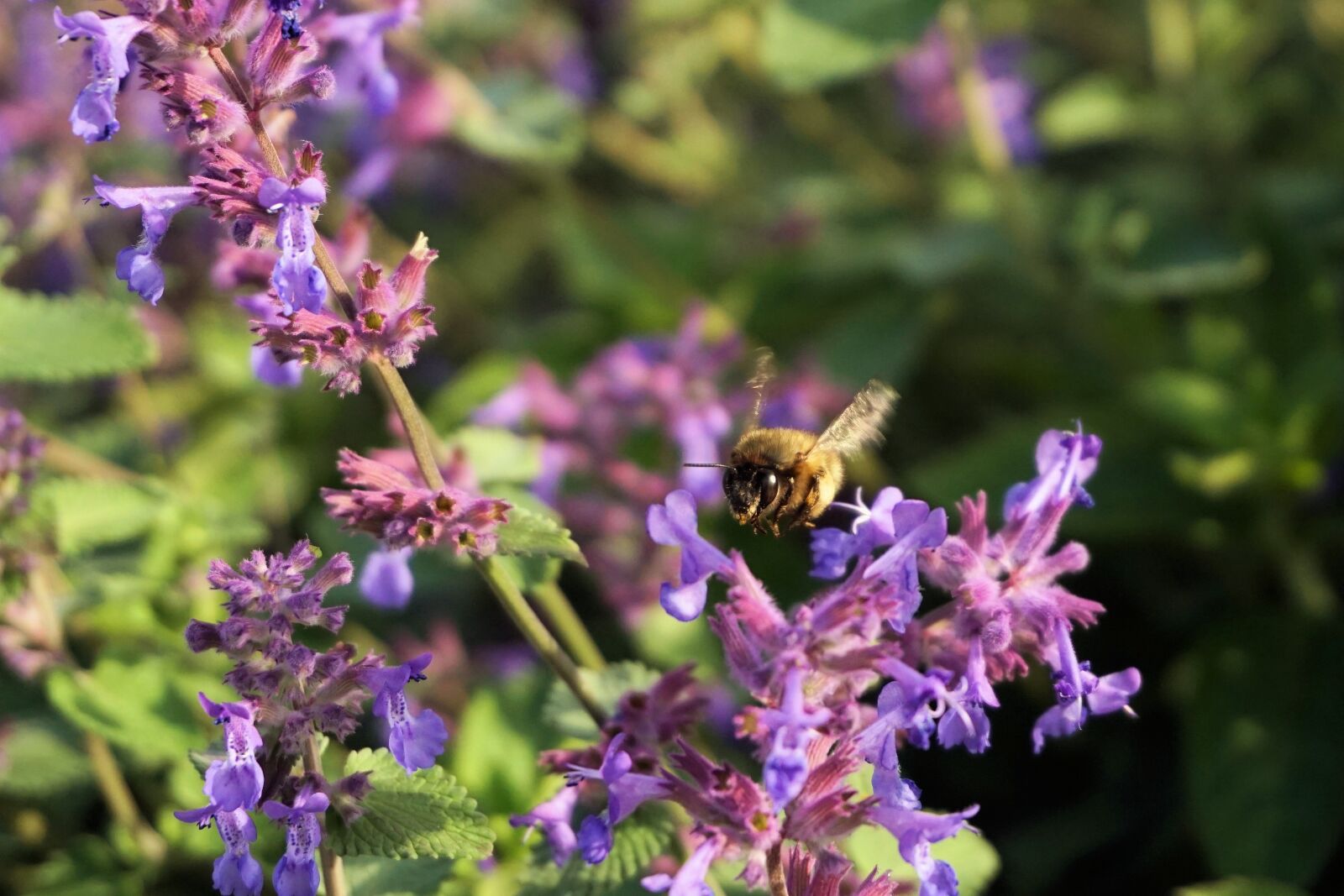 Sony a6000 sample photo. Hummel, insect, animal photography