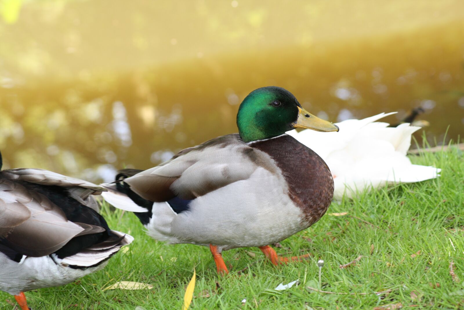 Canon EOS 450D (EOS Rebel XSi / EOS Kiss X2) sample photo. Duck, water photography