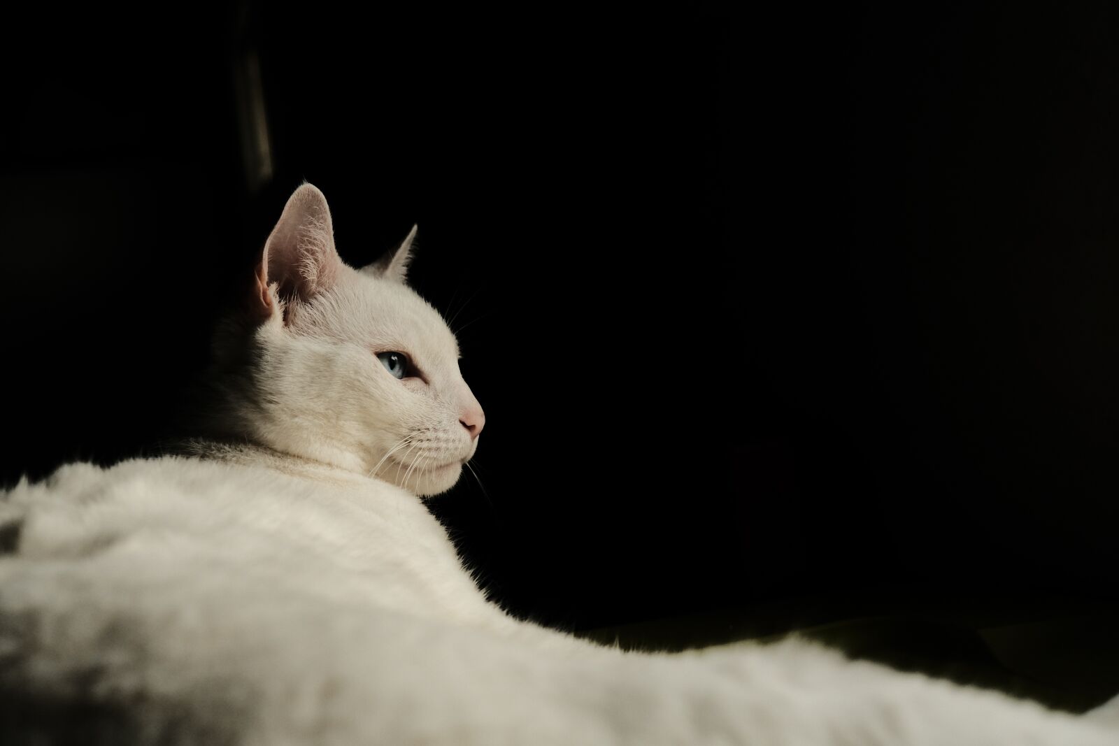 Fujifilm X-T30 sample photo. Cat, pet, whitecat photography