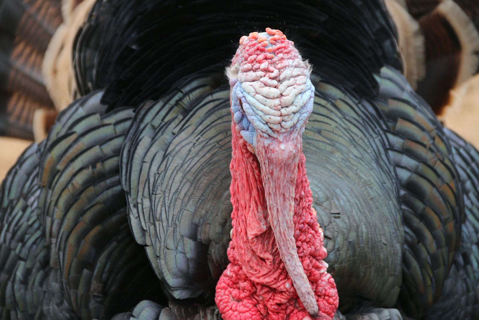 Canon EF-S 18-135mm F3.5-5.6 IS sample photo. Turkey, animal, nature photography