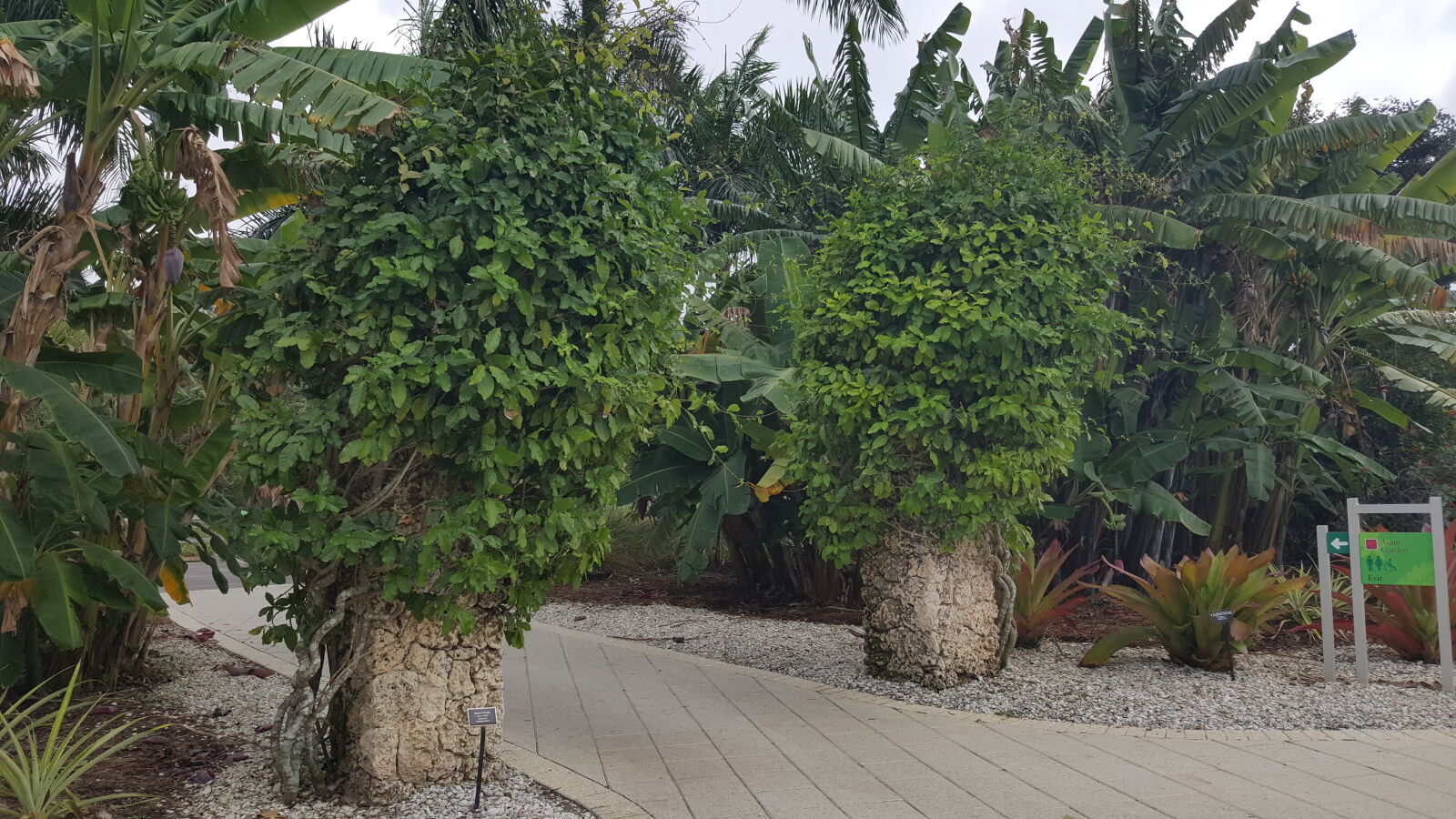 Samsung GALAXY S6 edge sample photo. Botanical, gardens, naples photography