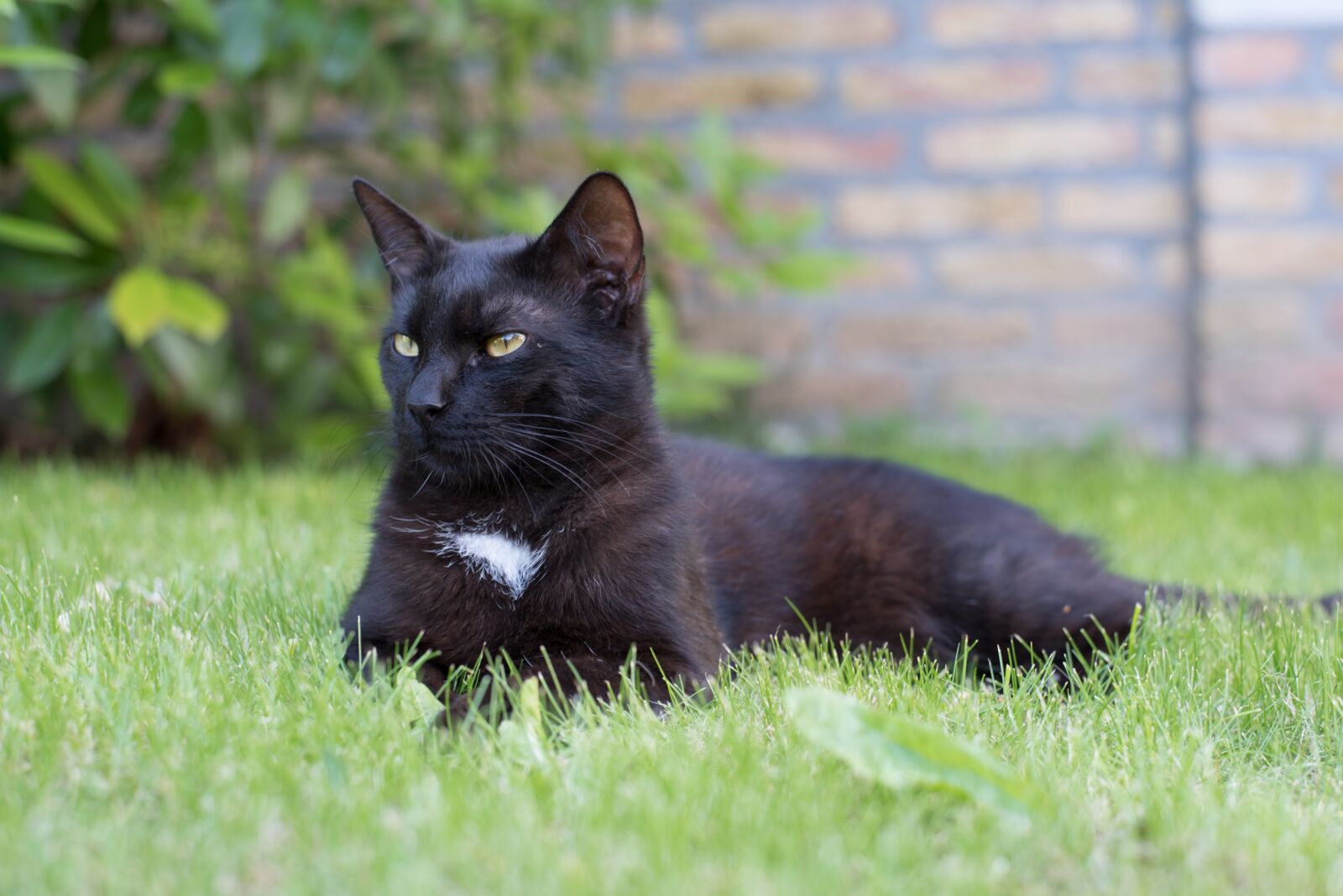 Nikon D750 sample photo. Domestic cat, black cat photography