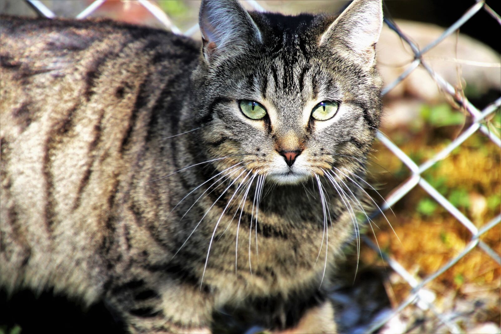 Canon EOS 80D sample photo. Cat, gray, animals photography