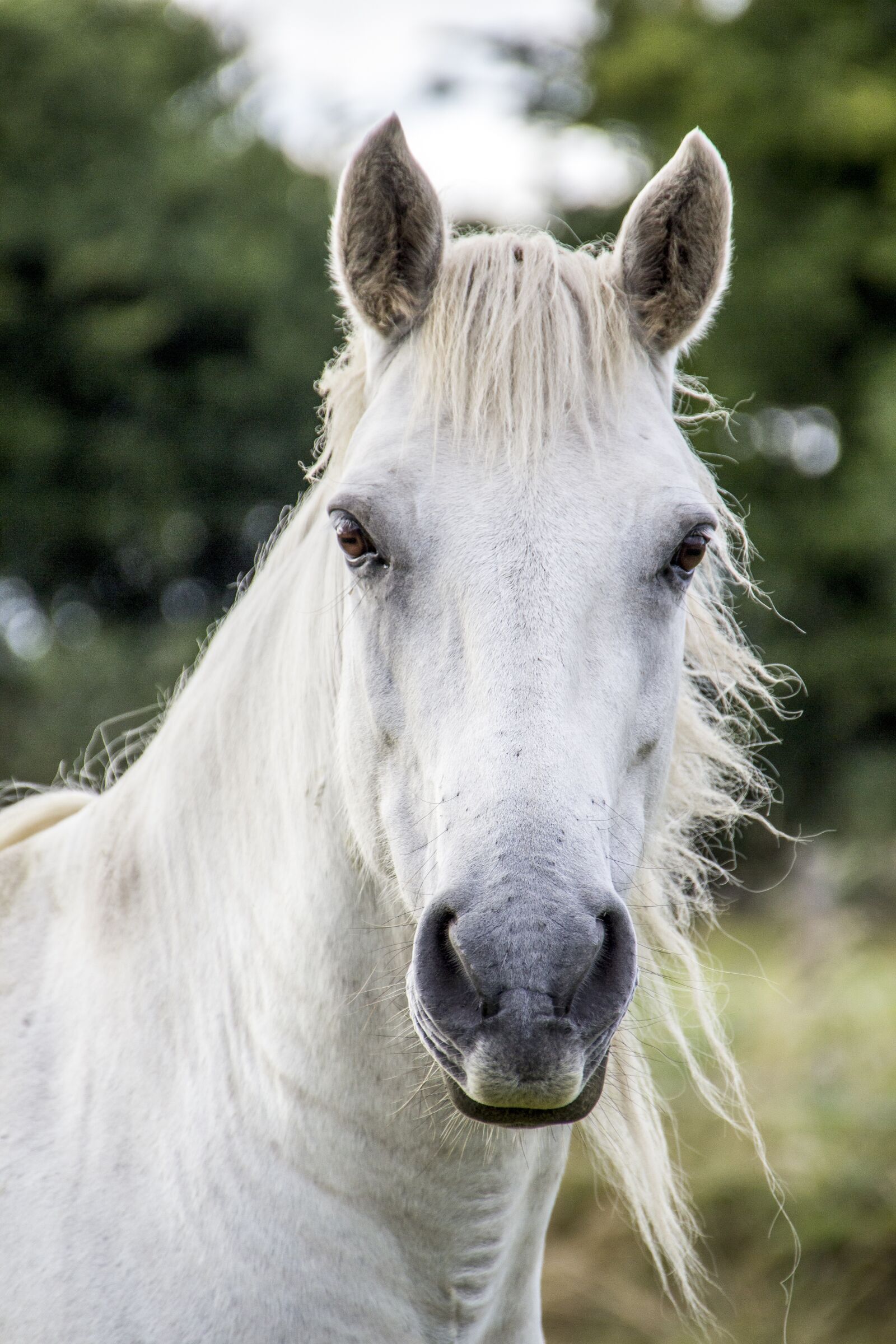 Canon EOS 600D (Rebel EOS T3i / EOS Kiss X5) sample photo. Horse, white horse, irish photography