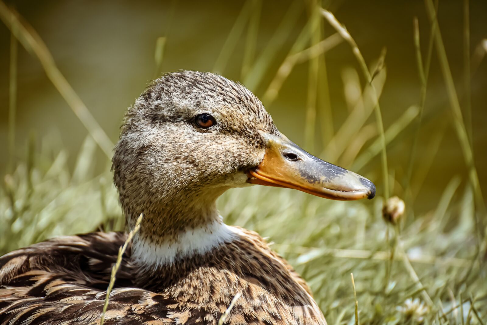 Nikon D7200 sample photo. Mallard, bank, pond photography