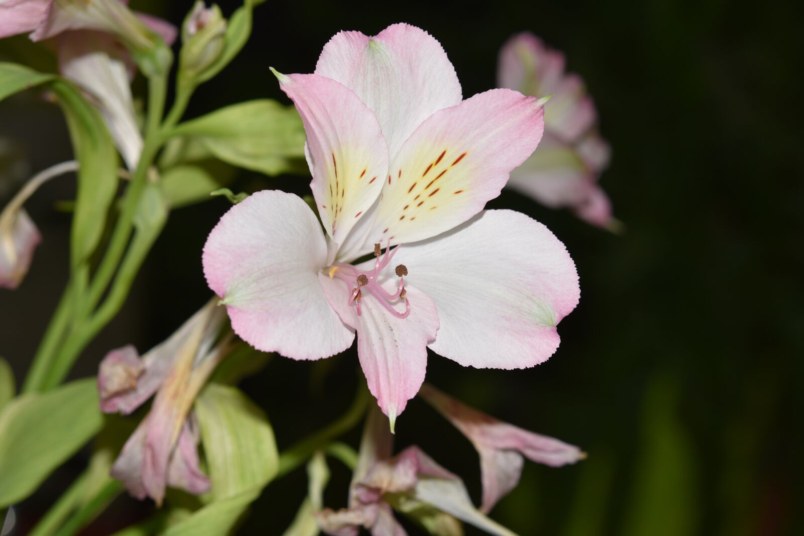 Nikon D5600 sample photo. Flower, stamens, green leaves photography
