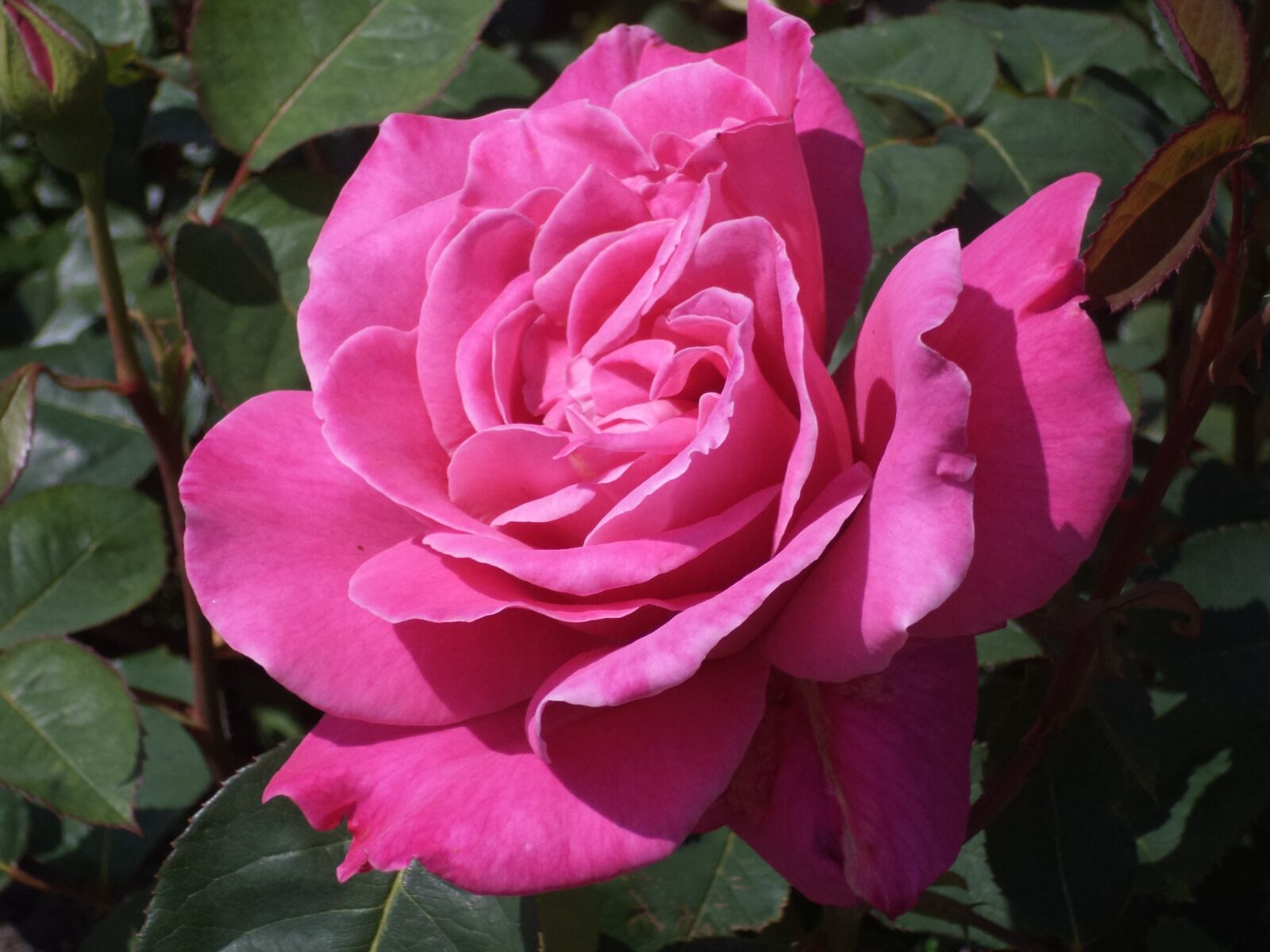 Sony DSC-S5000 sample photo. Rose, flower, rose flower photography