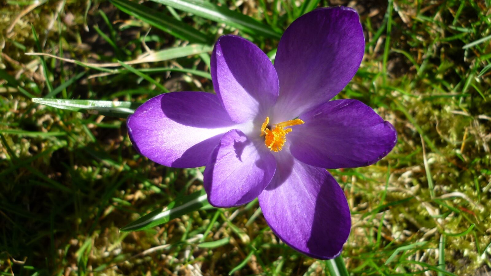 Panasonic Lumix DMC-FS6 sample photo. Spring flower, crocus, blossom photography