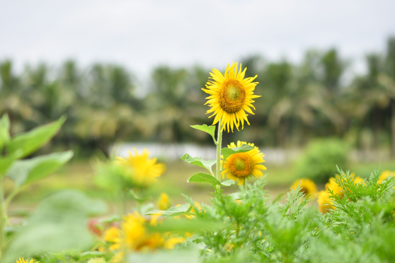 Nikon D7200 sample photo. Sunflower, yellow, flora photography