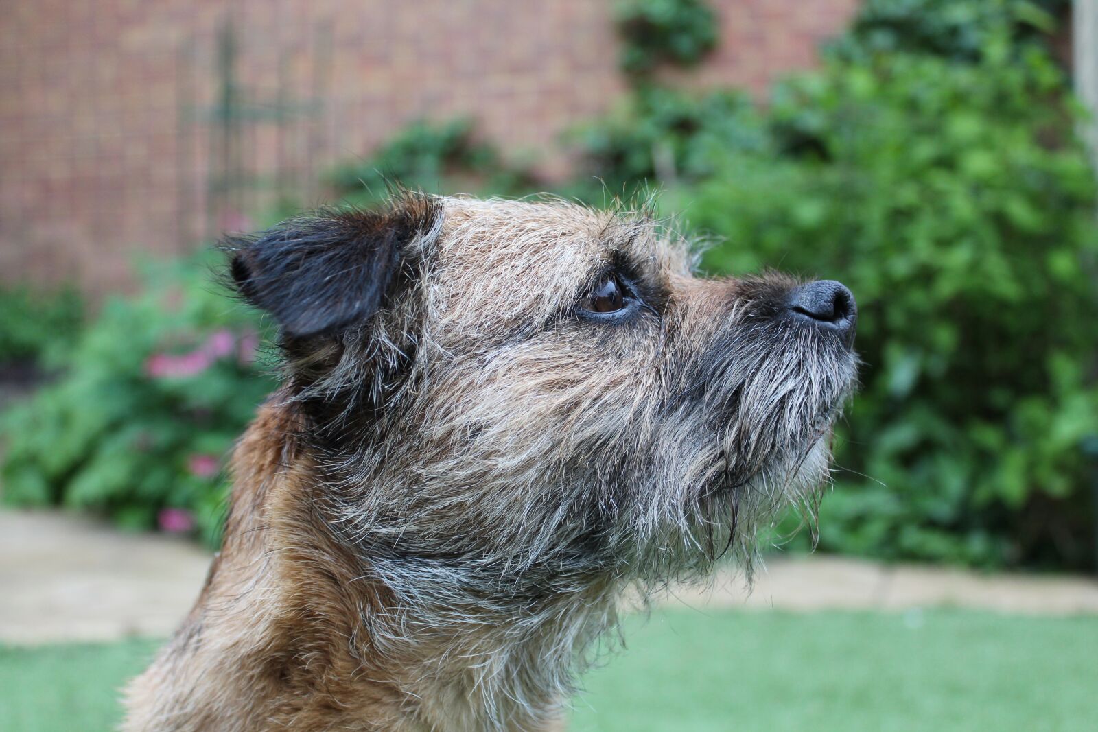 Canon EOS 1200D (EOS Rebel T5 / EOS Kiss X70 / EOS Hi) sample photo. Dog, garden, side photography