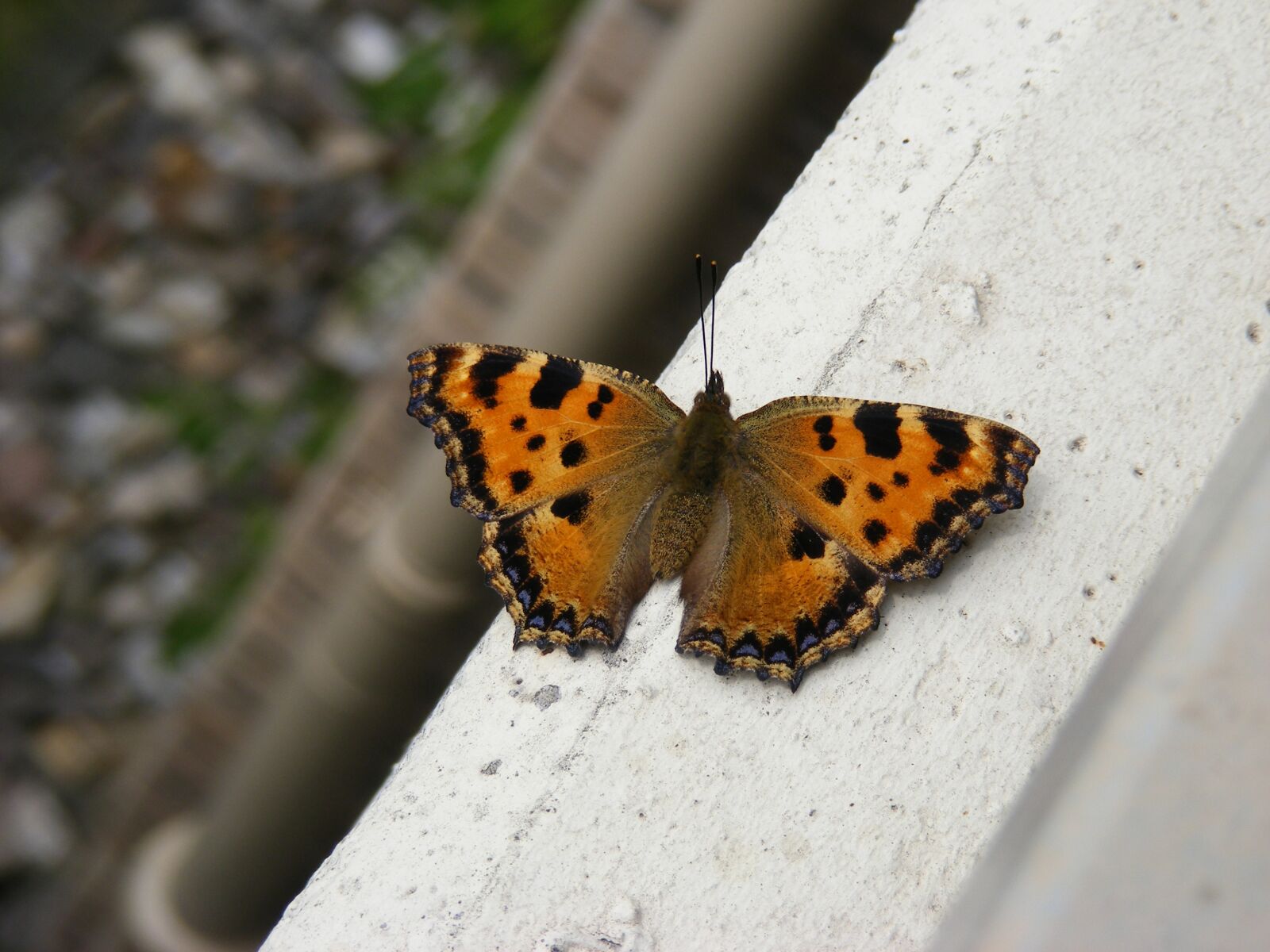 Fujifilm FinePix S5700 S700 sample photo. Butterfly, sun, spread photography