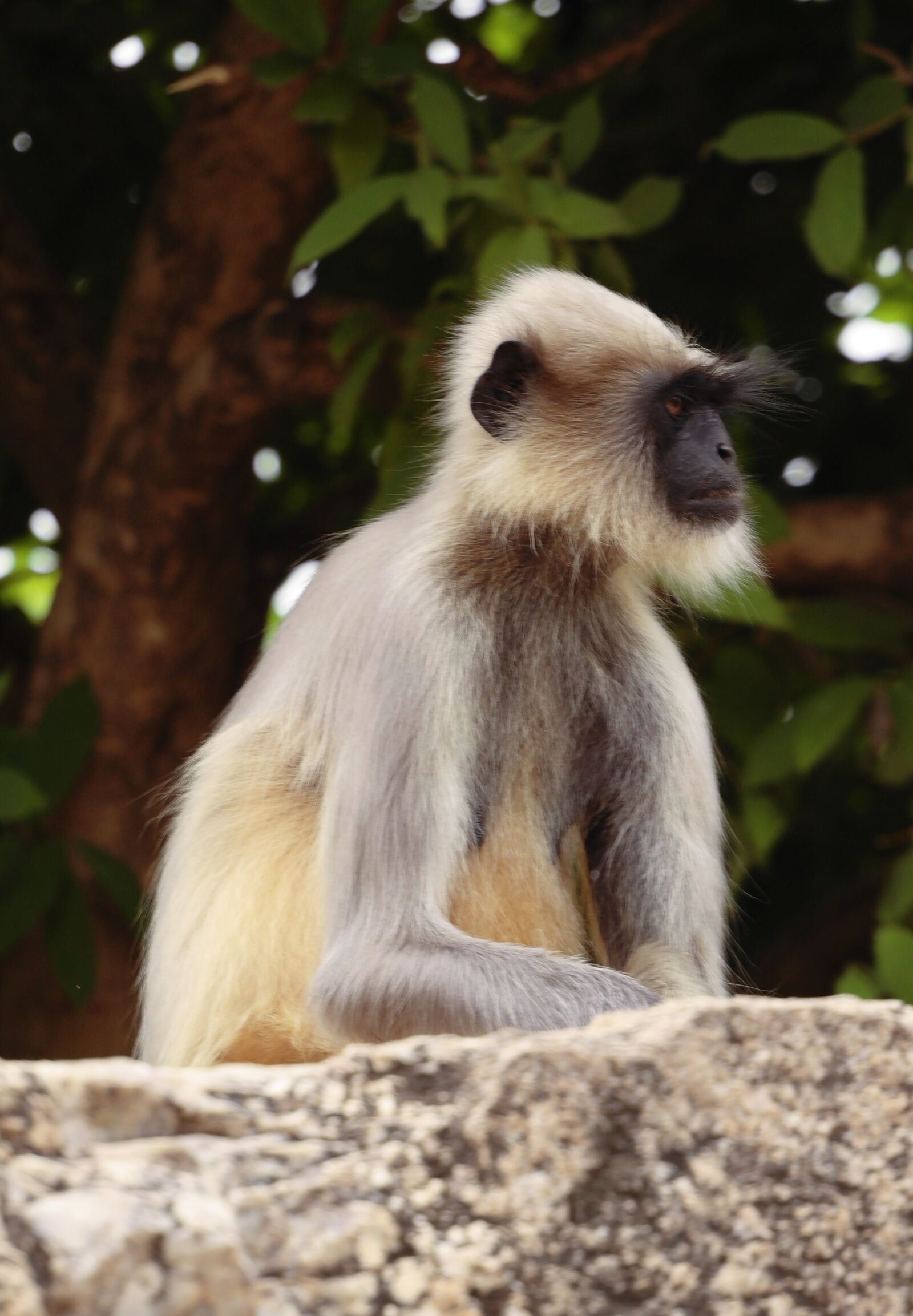 JK KODAK PIXPRO S-1 sample photo. Monkey, india, animal photography