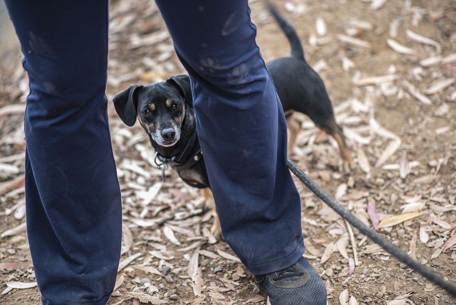 Nikon D750 sample photo. Dog, dachshund, mixed photography