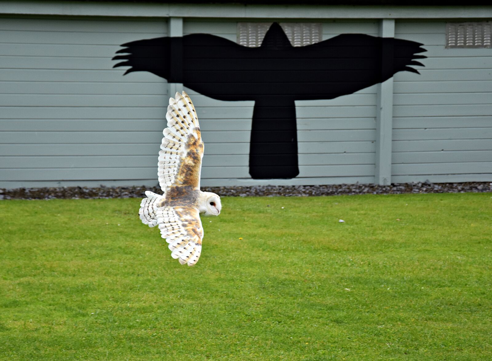 Nikon D3400 sample photo. Owl, birds of prey photography