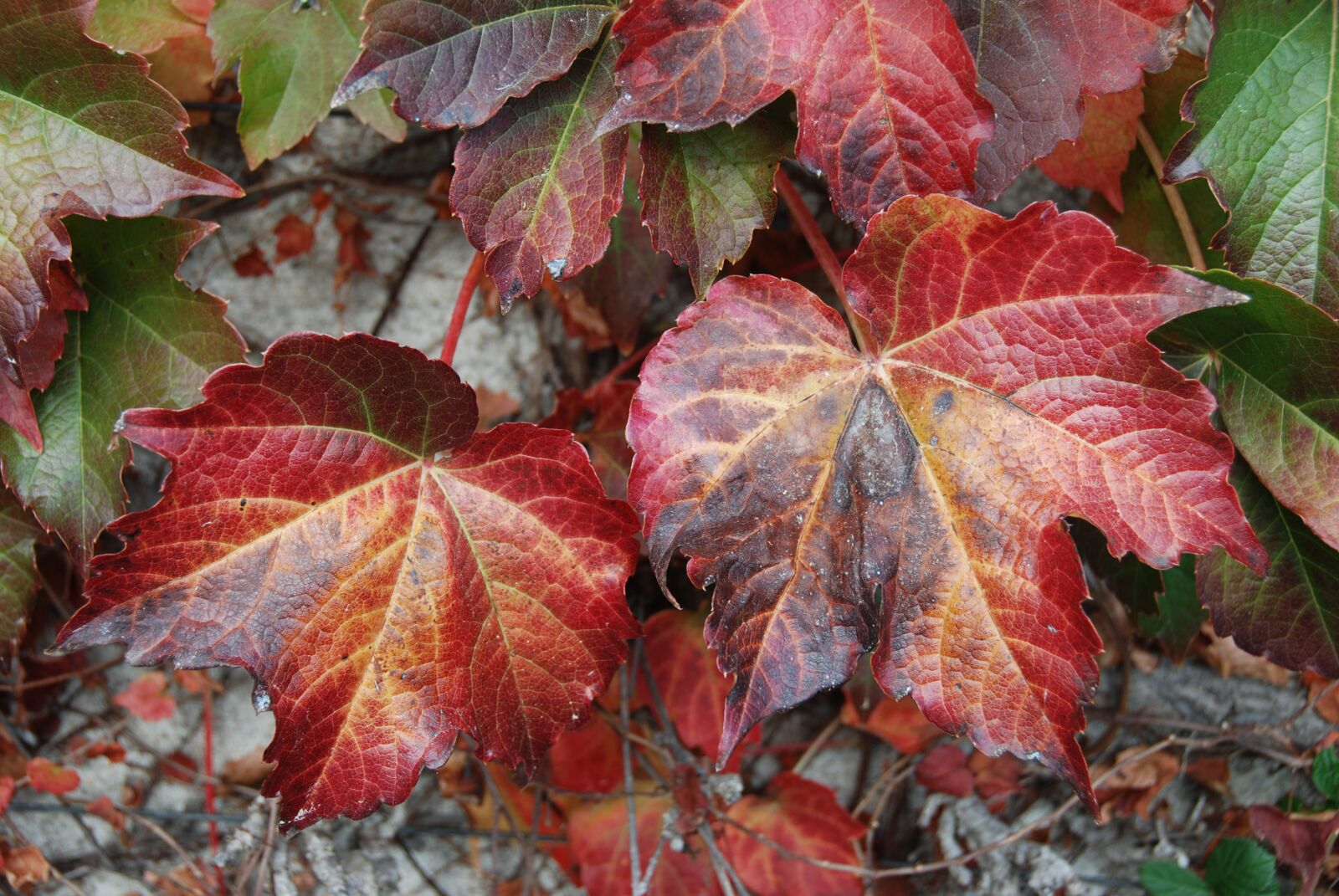 Nikon D80 sample photo. Leaf, red, leaves photography
