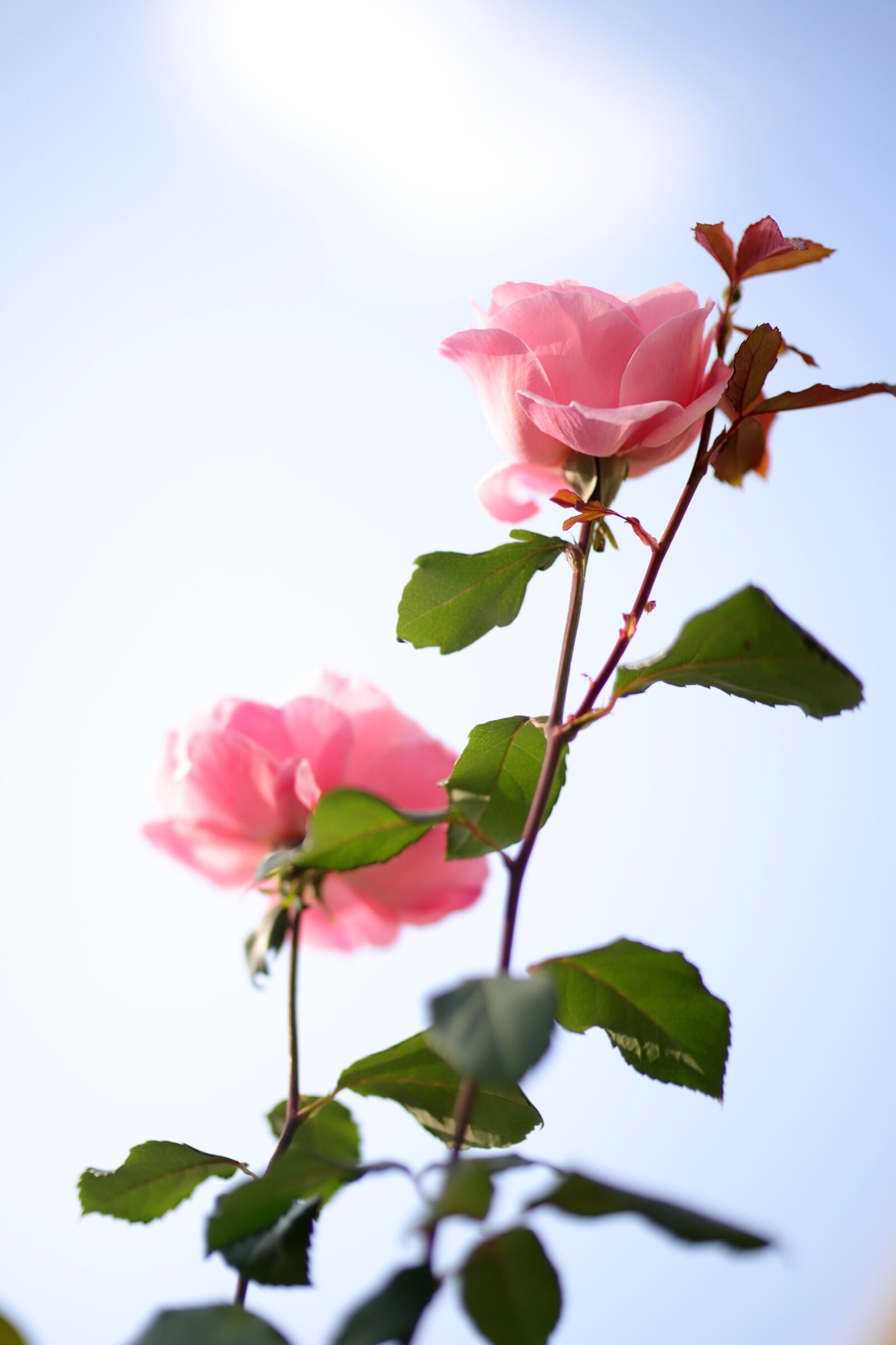 Canon EOS 6D Mark II + Sigma 85mm F1.4 DG HSM Art sample photo. Rose, garden, flowers photography