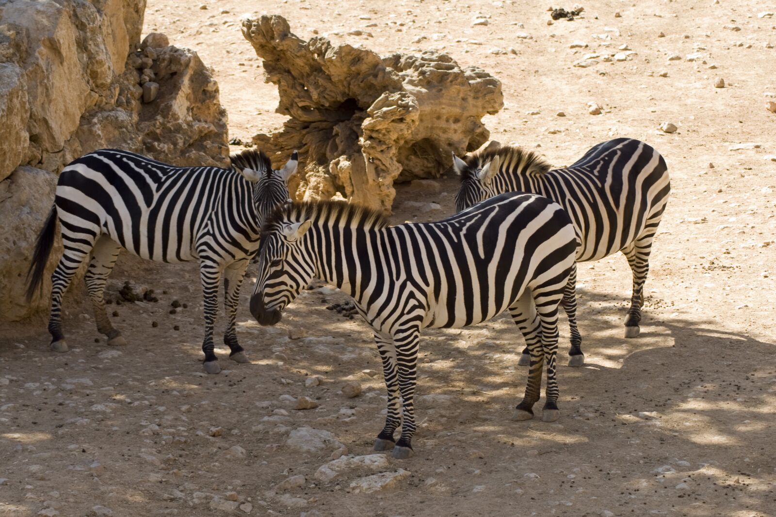 Canon EOS 400D (EOS Digital Rebel XTi / EOS Kiss Digital X) sample photo. Zebras, plains zebras, animals photography