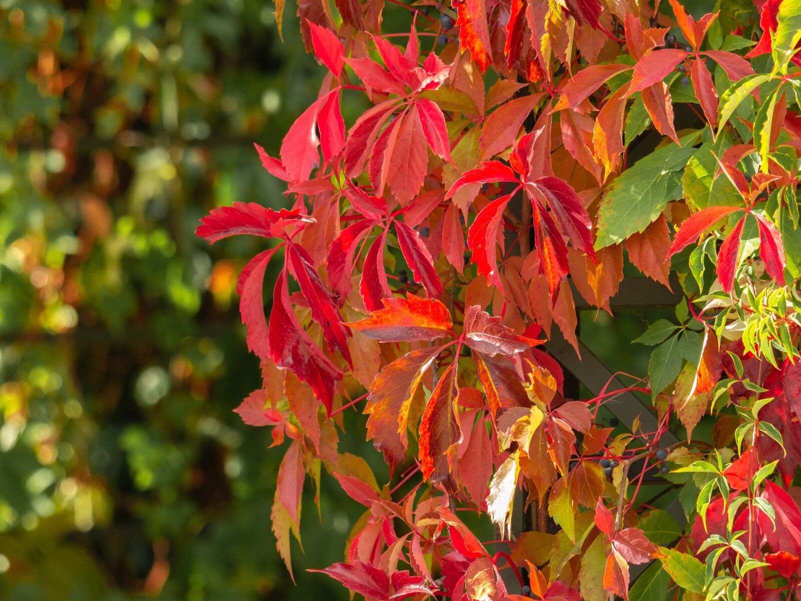 LUMIX G VARIO 100-300/F4.0-5.6II sample photo. Leaves, fall color, color photography