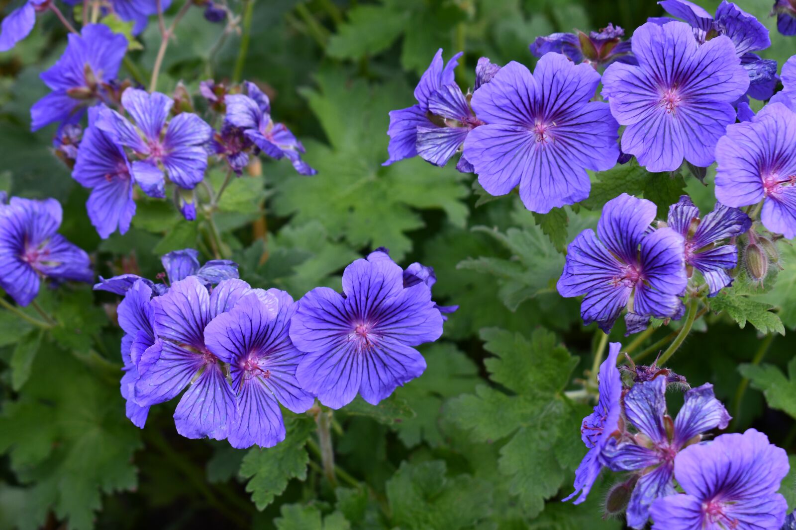 Nikon D7500 sample photo. Flowers, sterling castle, gardens photography