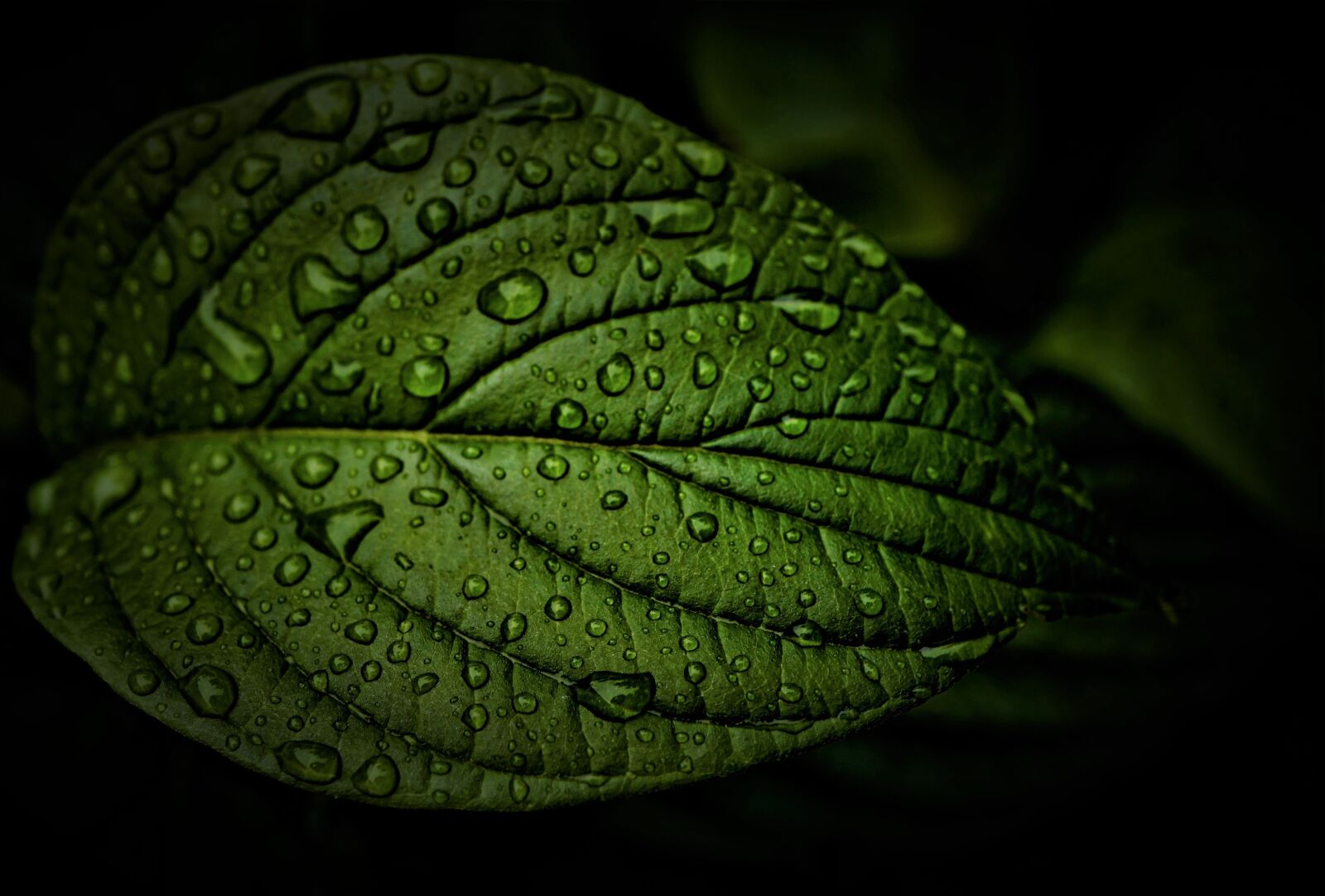 Sony E 30mm F3.5 Macro sample photo. Leaf, rain, weather photography