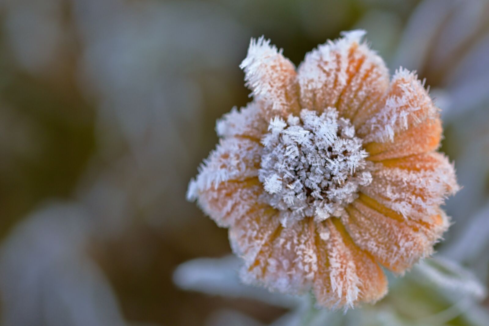 Nikon D5200 sample photo. Nature, autumn, hoarfrost photography