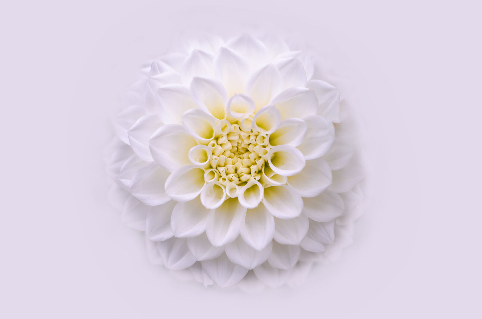 Nikon D5100 sample photo. Abstract, background, beautiful, beauty photography