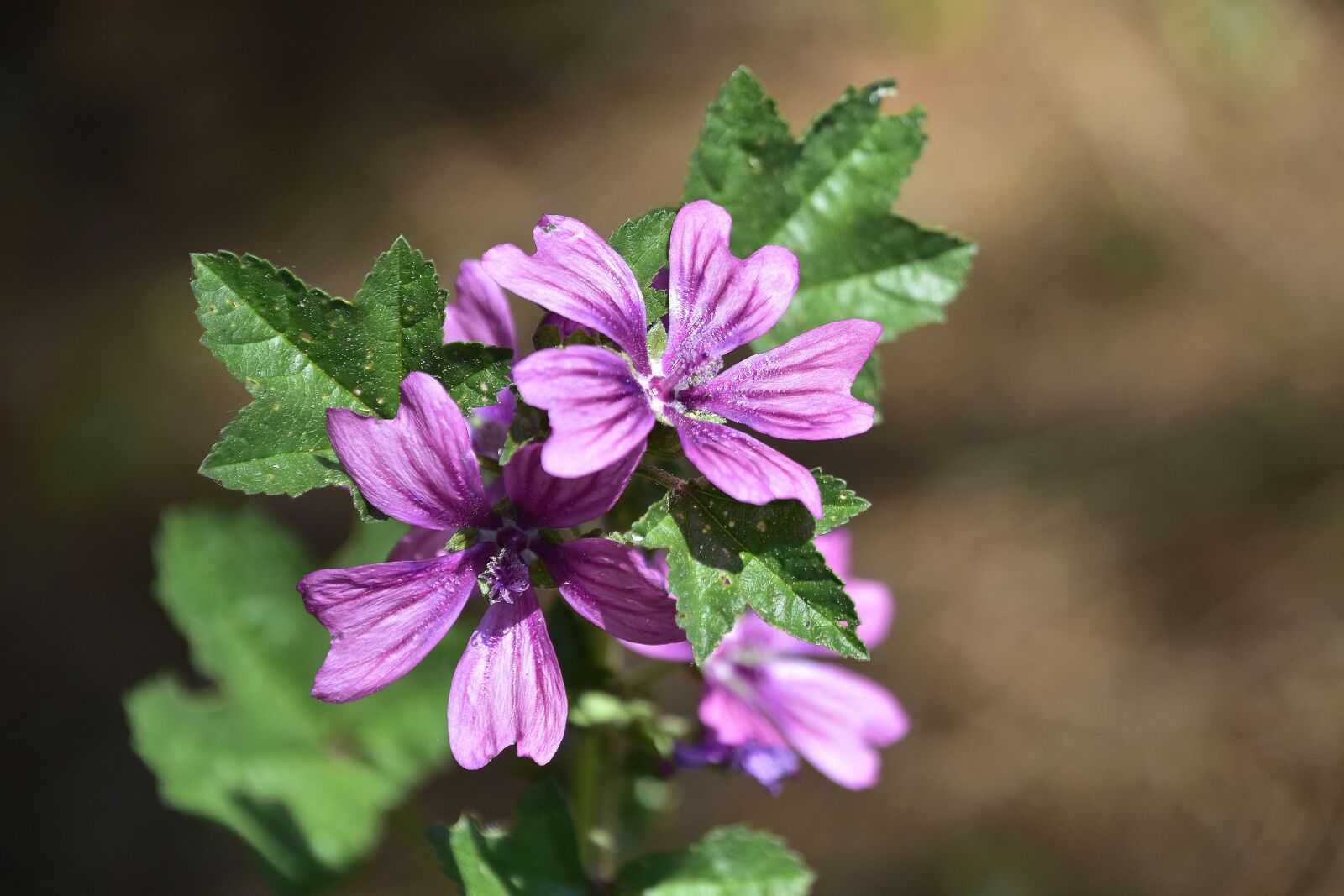 Nikon D7200 sample photo. Flower, plant, nature photography