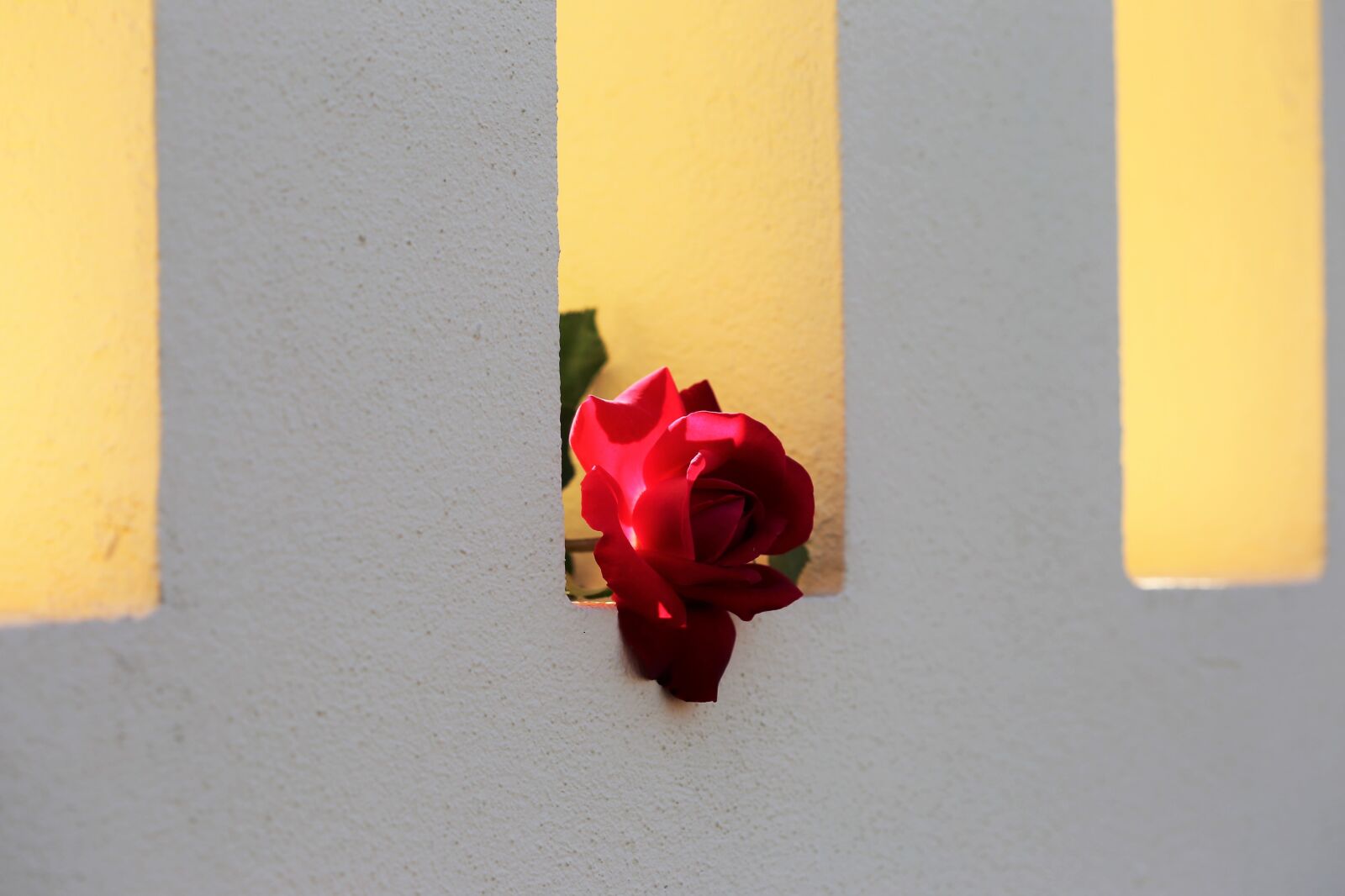 Canon EOS 6D + Canon EF 100mm F2.8 Macro USM sample photo. Red rose on fence photography
