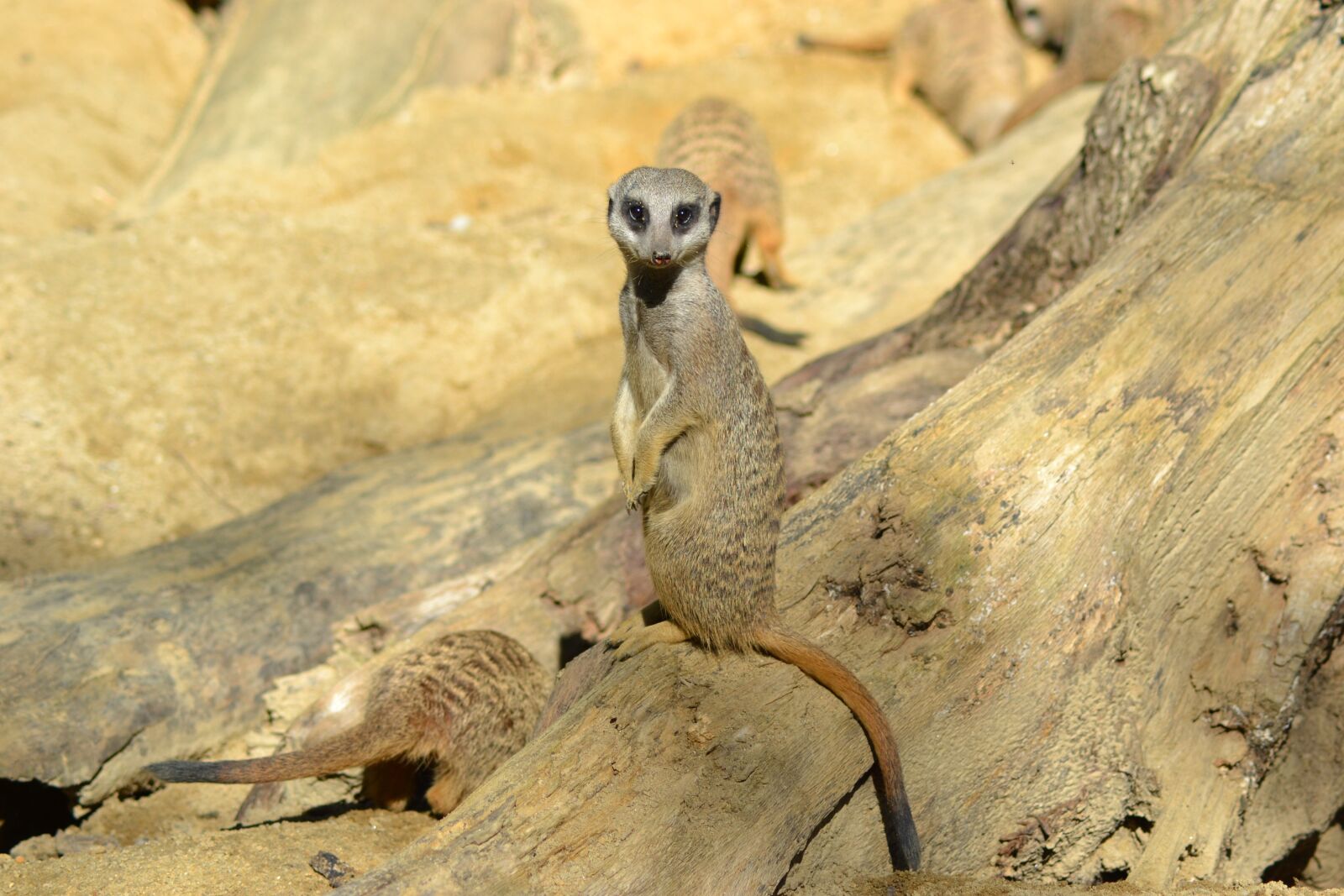 Nikon D3100 sample photo. Meerkat, animal, mammal photography