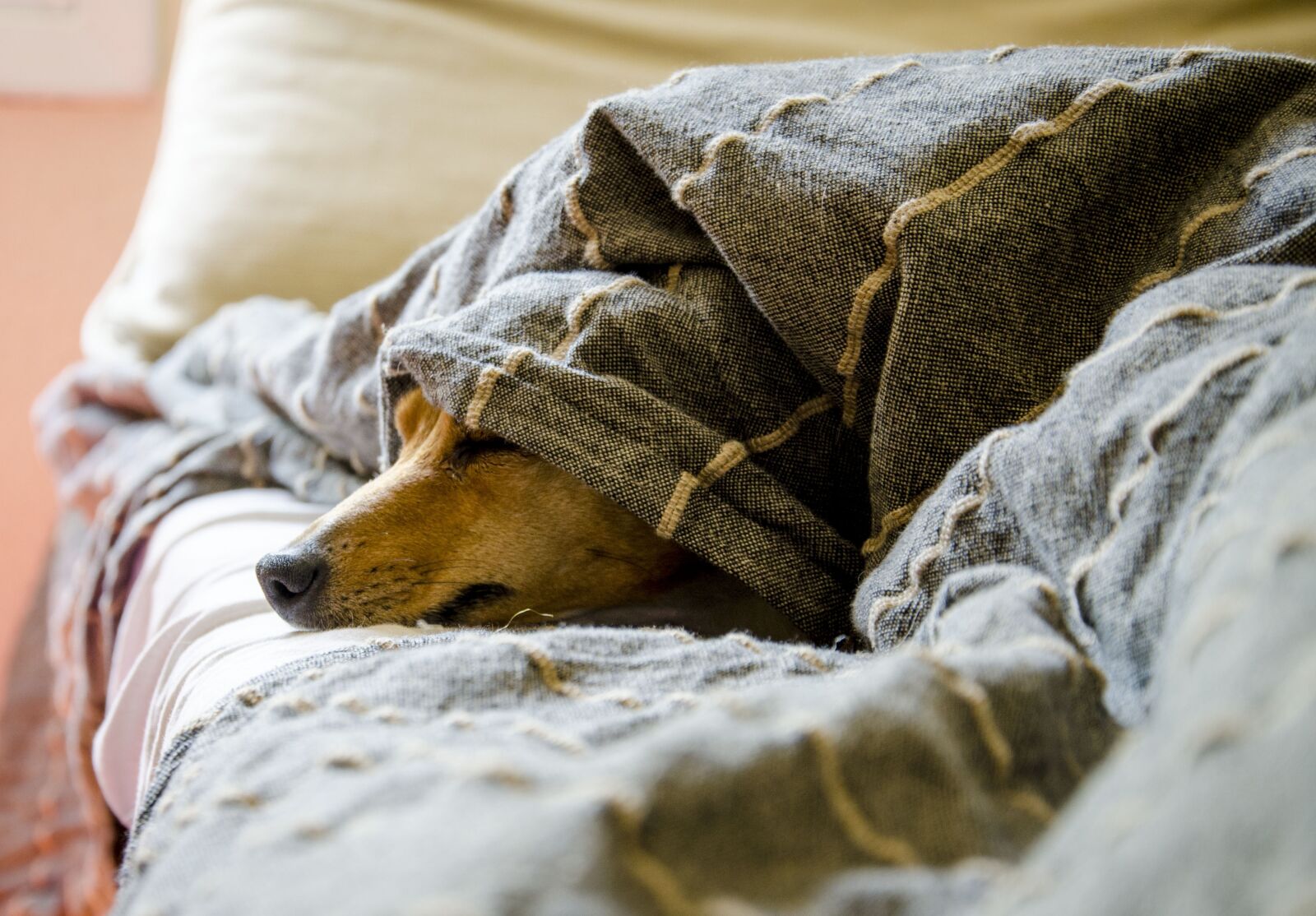 Nikon D7000 sample photo. Dogs, animals, dog photography